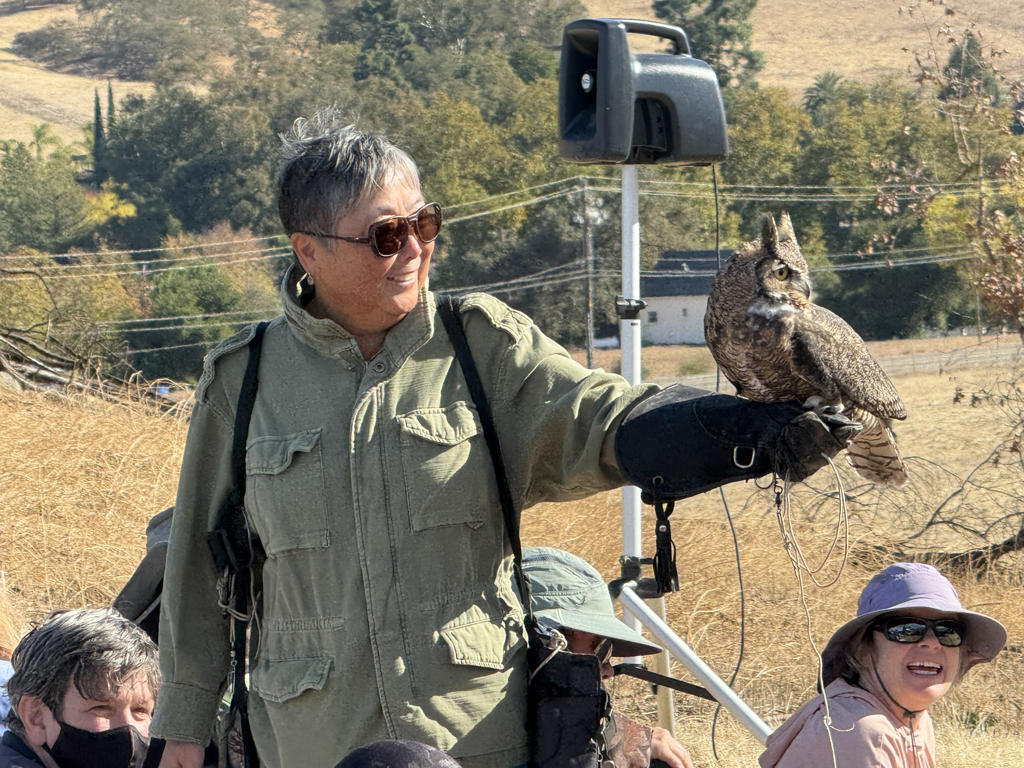 Great Horned Owl