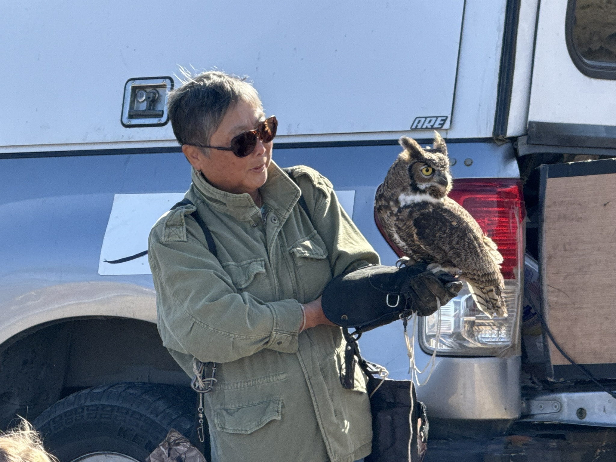 Great Horned Owl