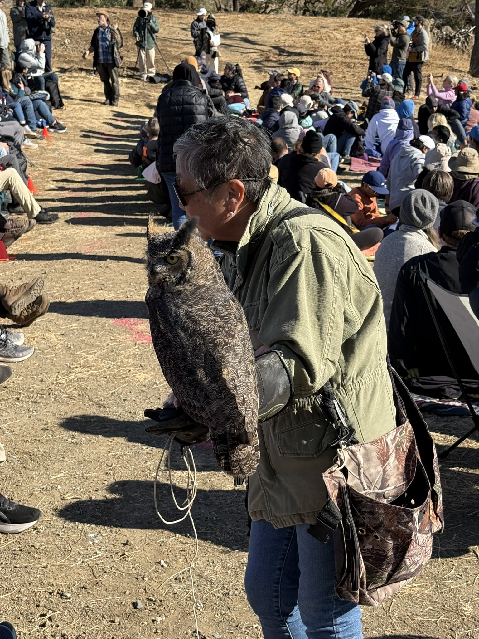 Great Horned Owl