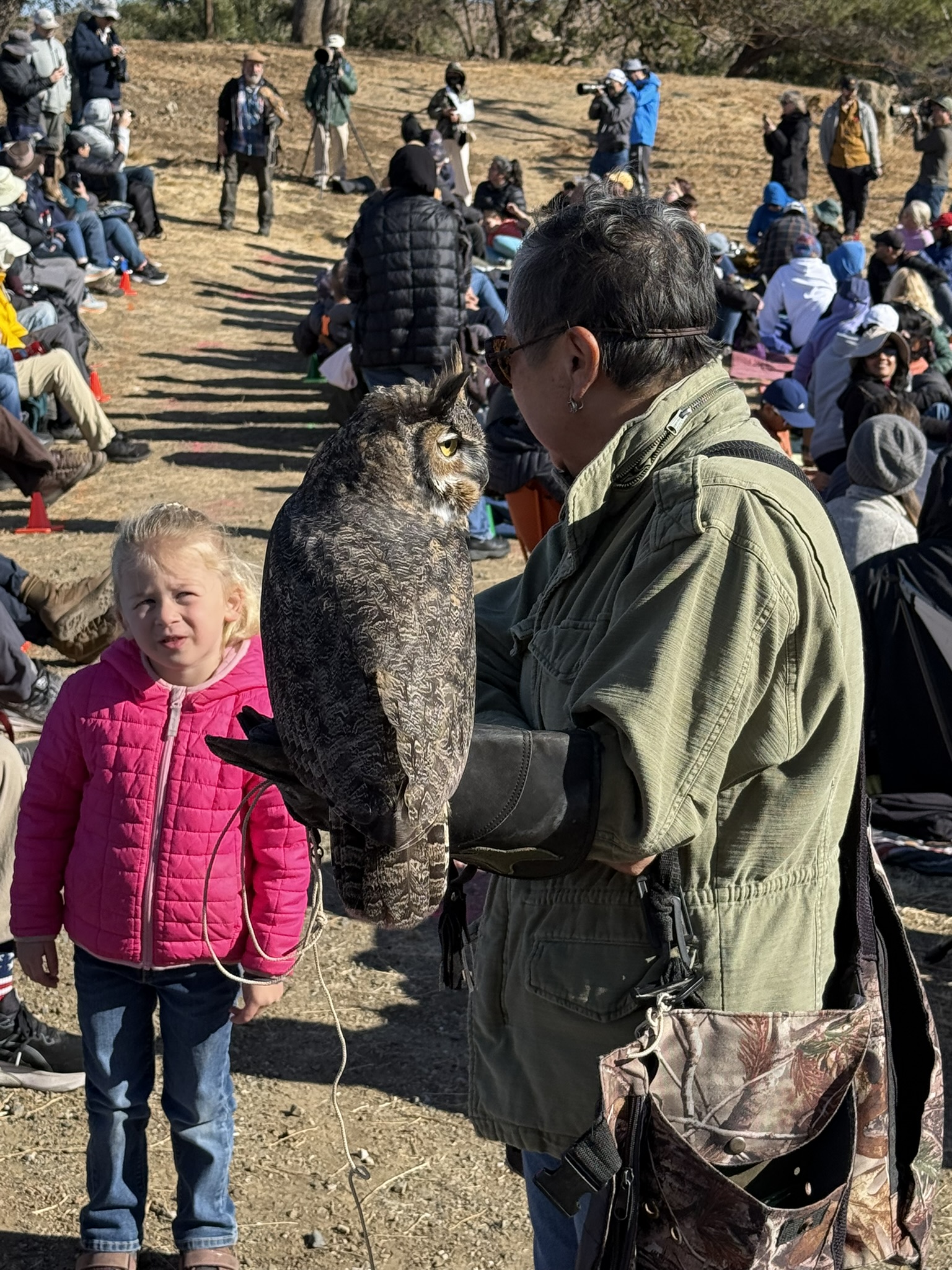 Great Horned Owl