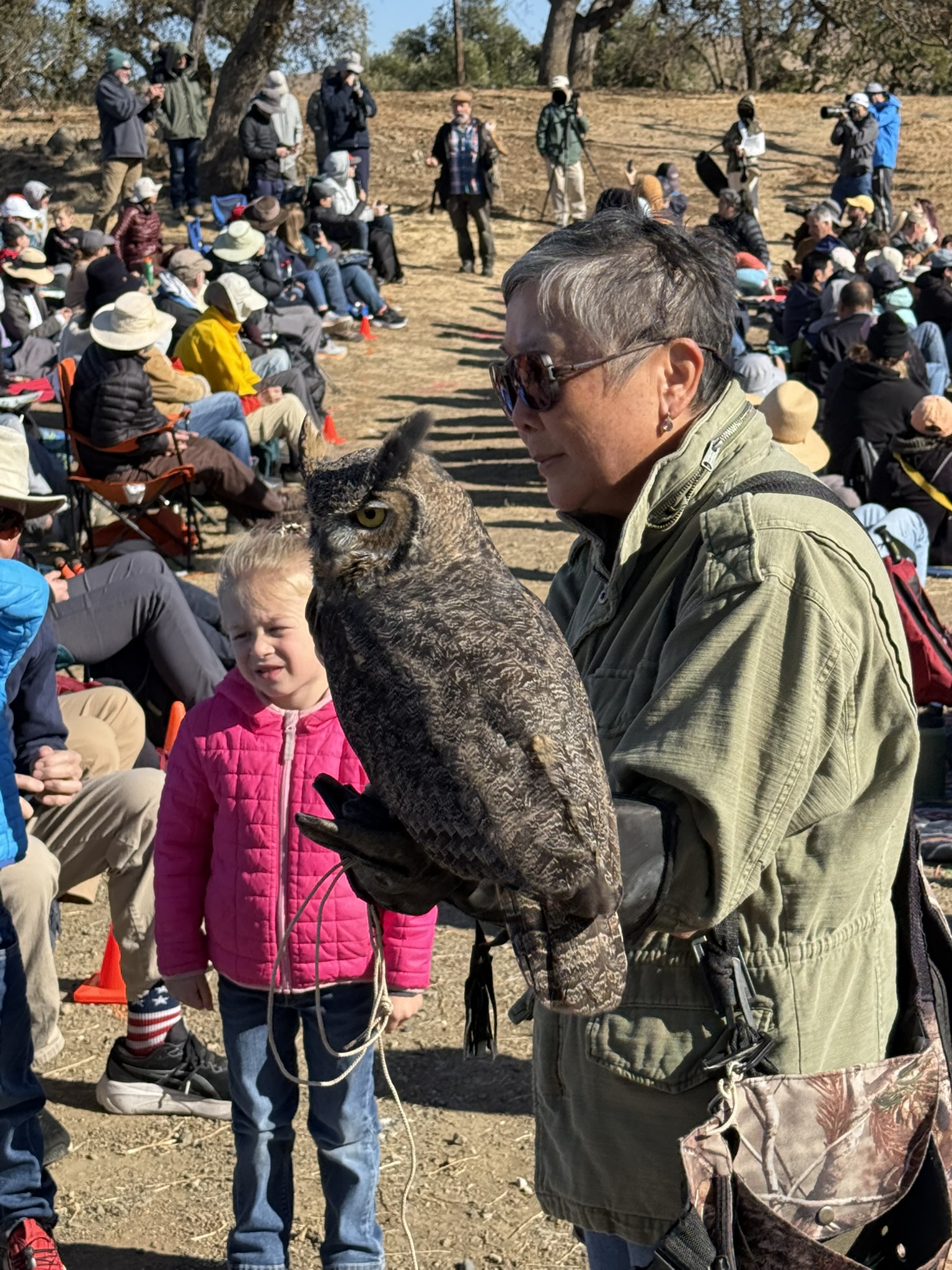 Great Horned Owl