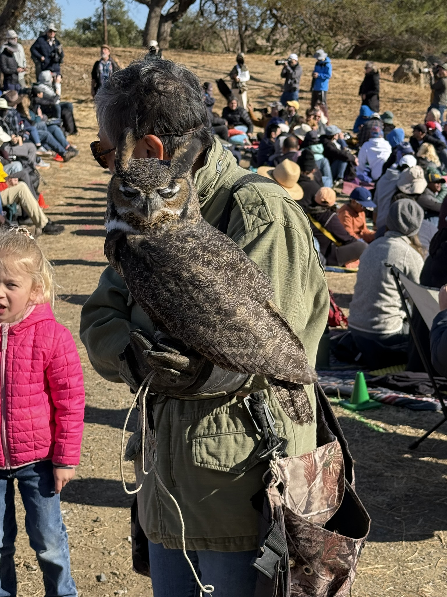 Great Horned Owl