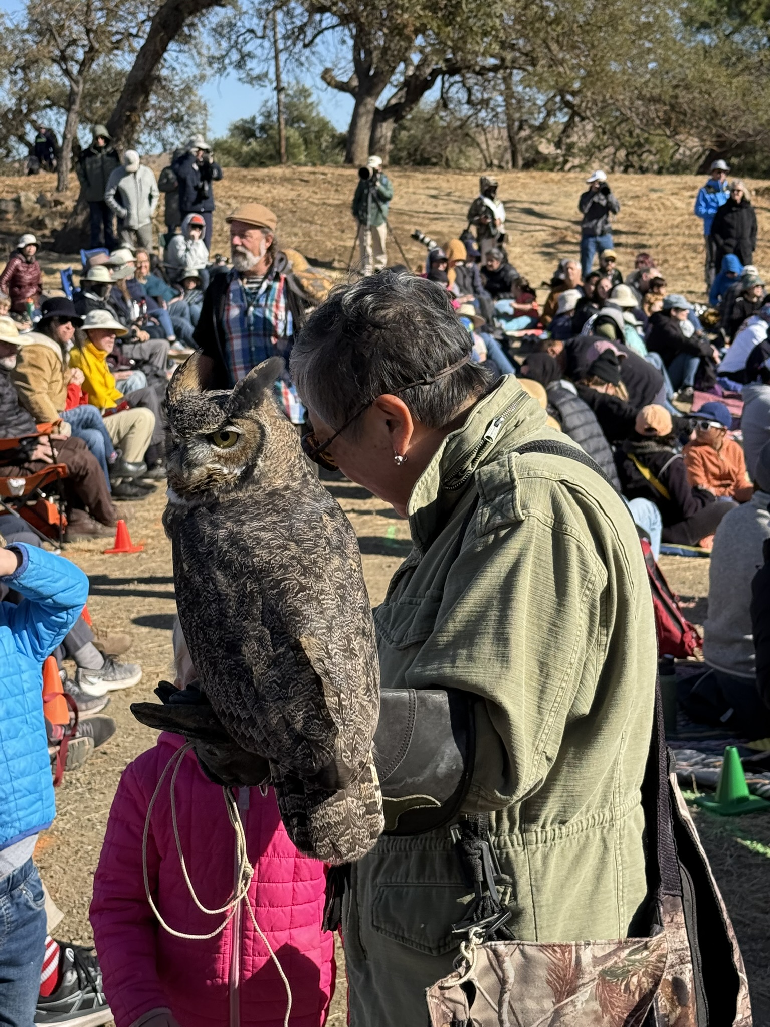 Great Horned Owl