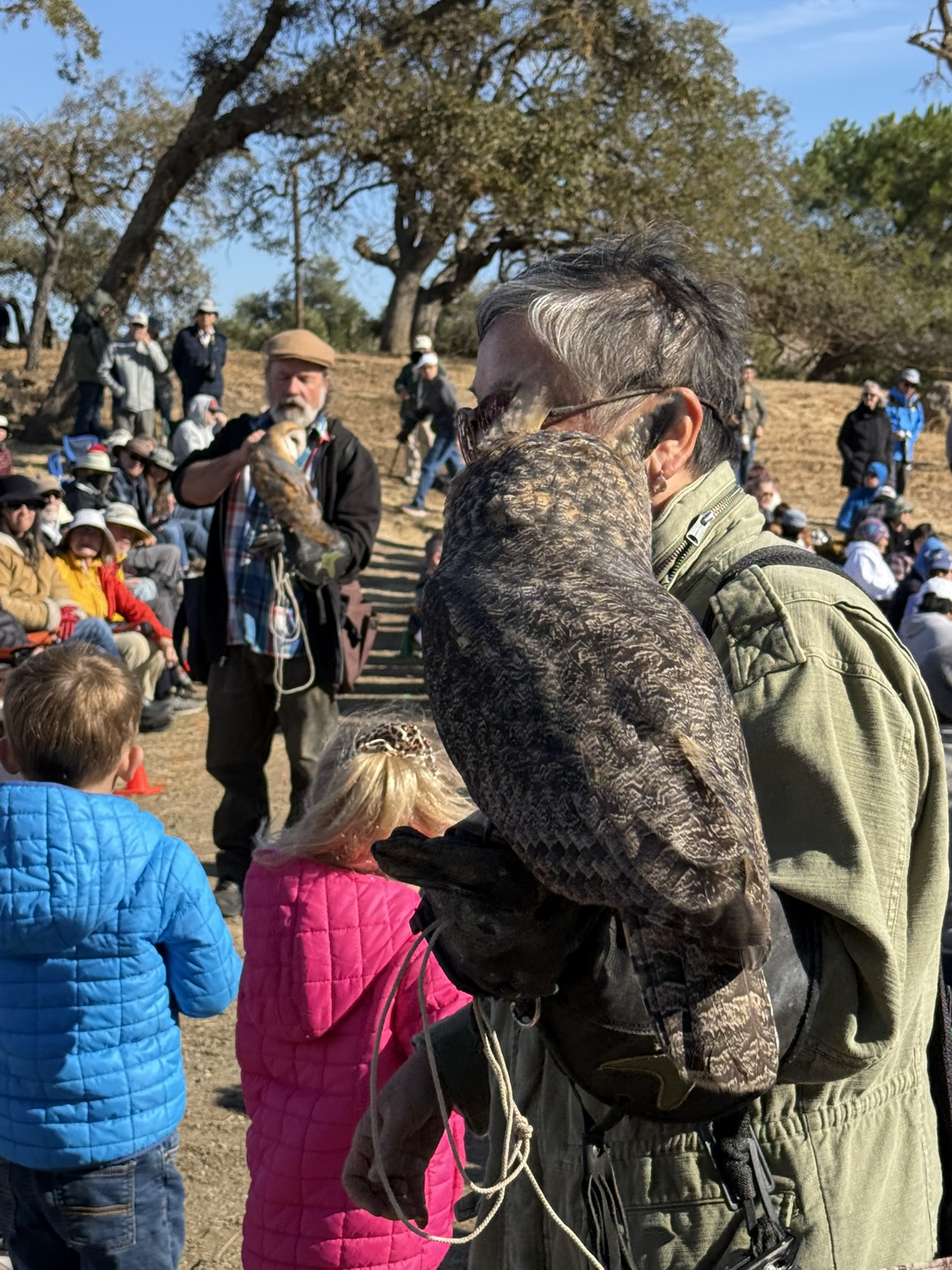 Great Horned Owl