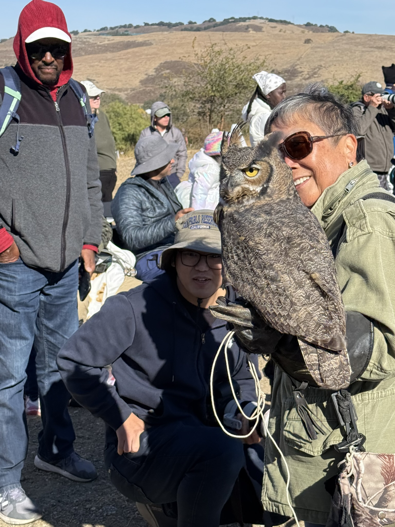 Great Horned Owl