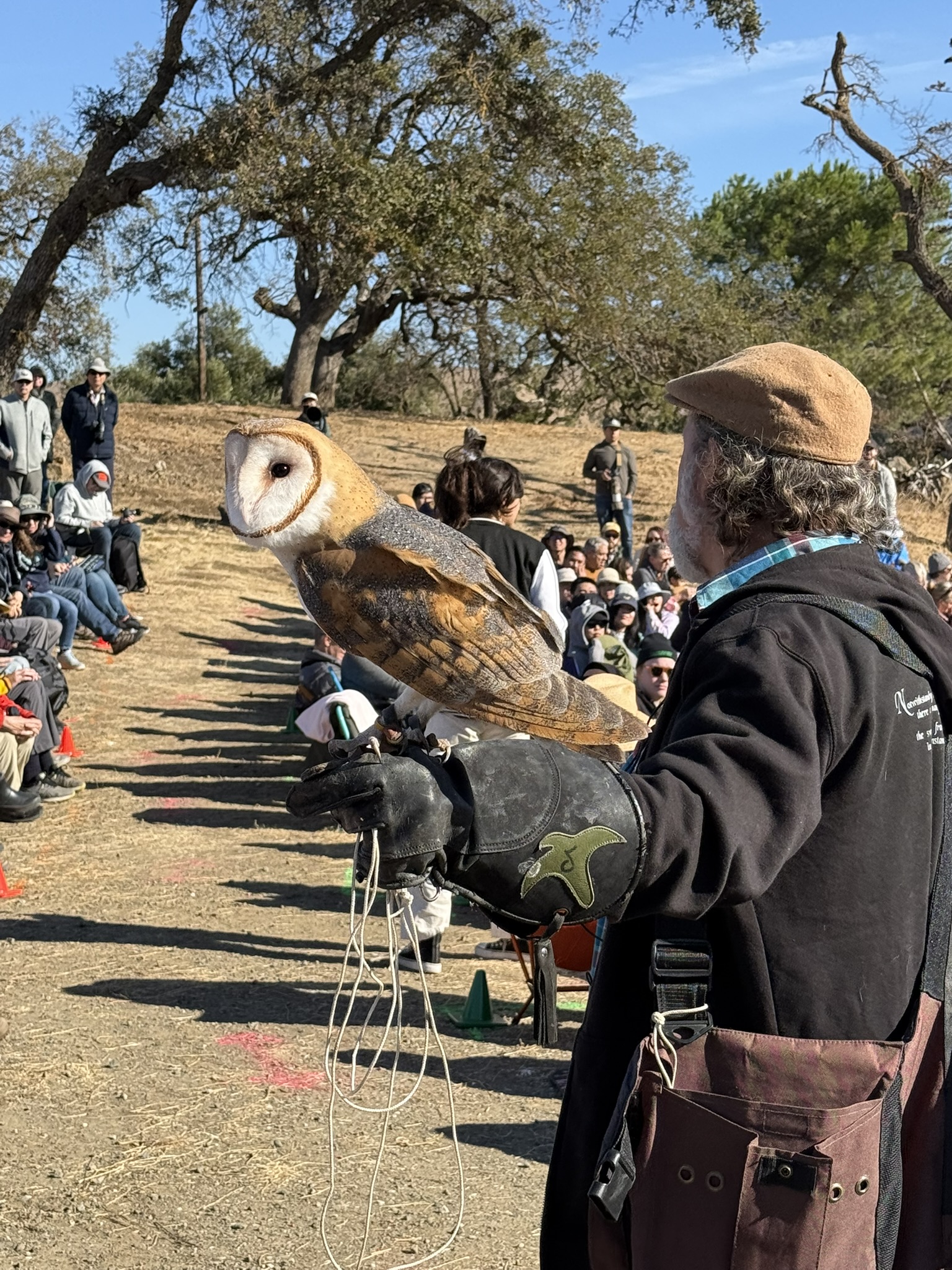 Barn Owl