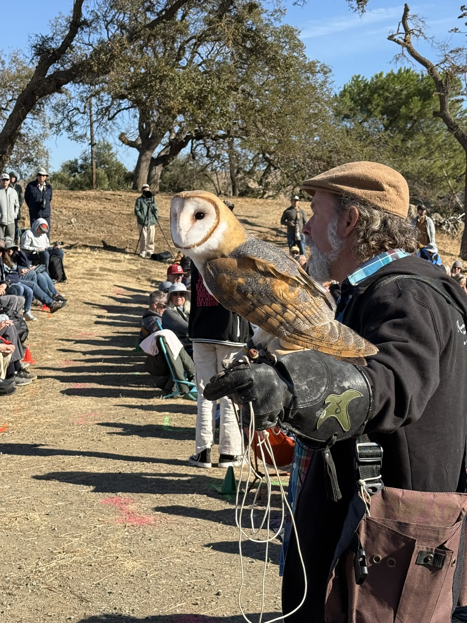 Barn Owl