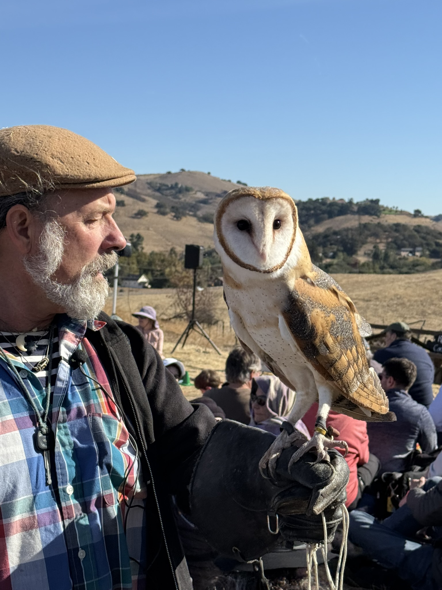 Barn Owl