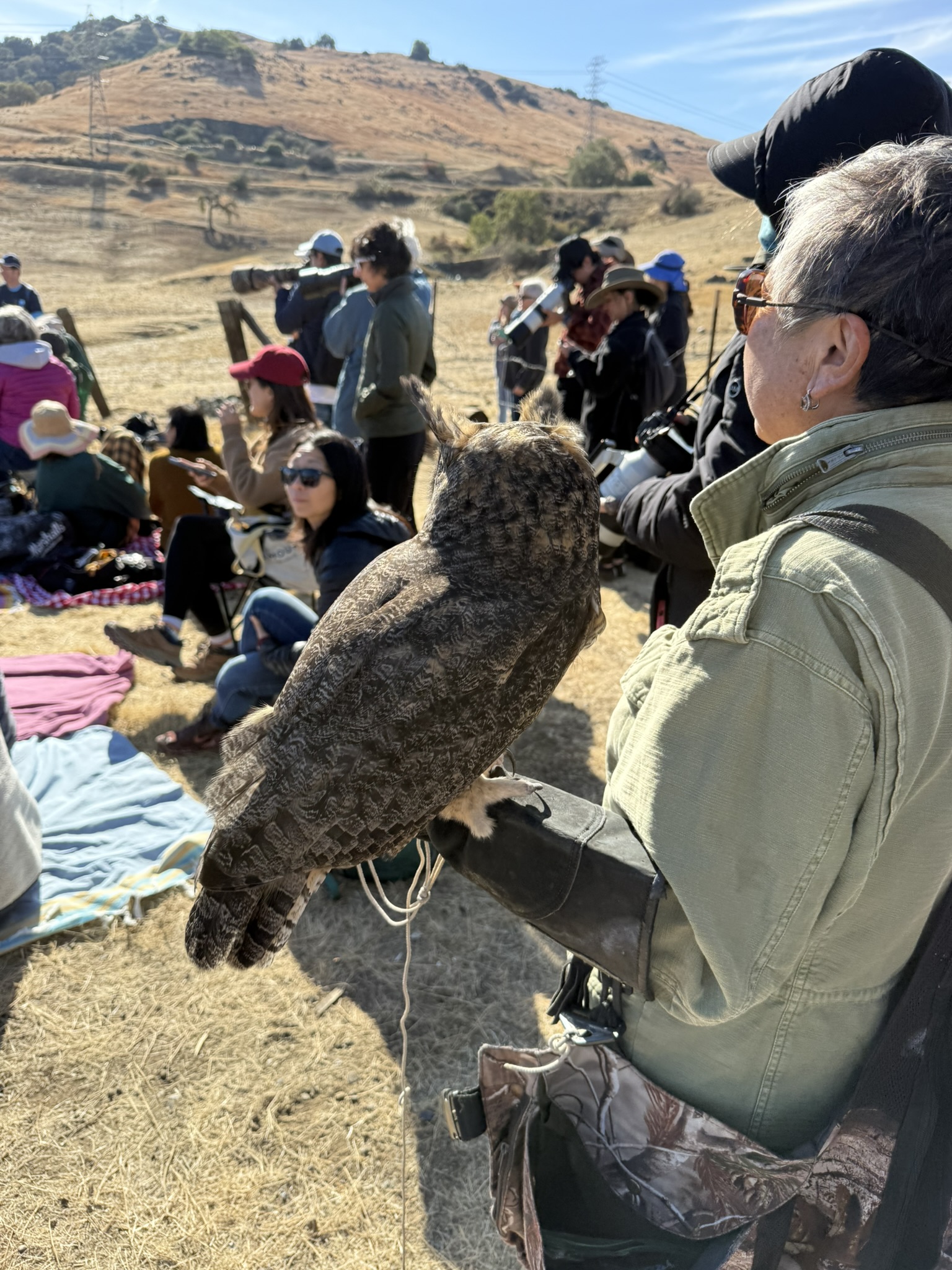 Great Horned Owl