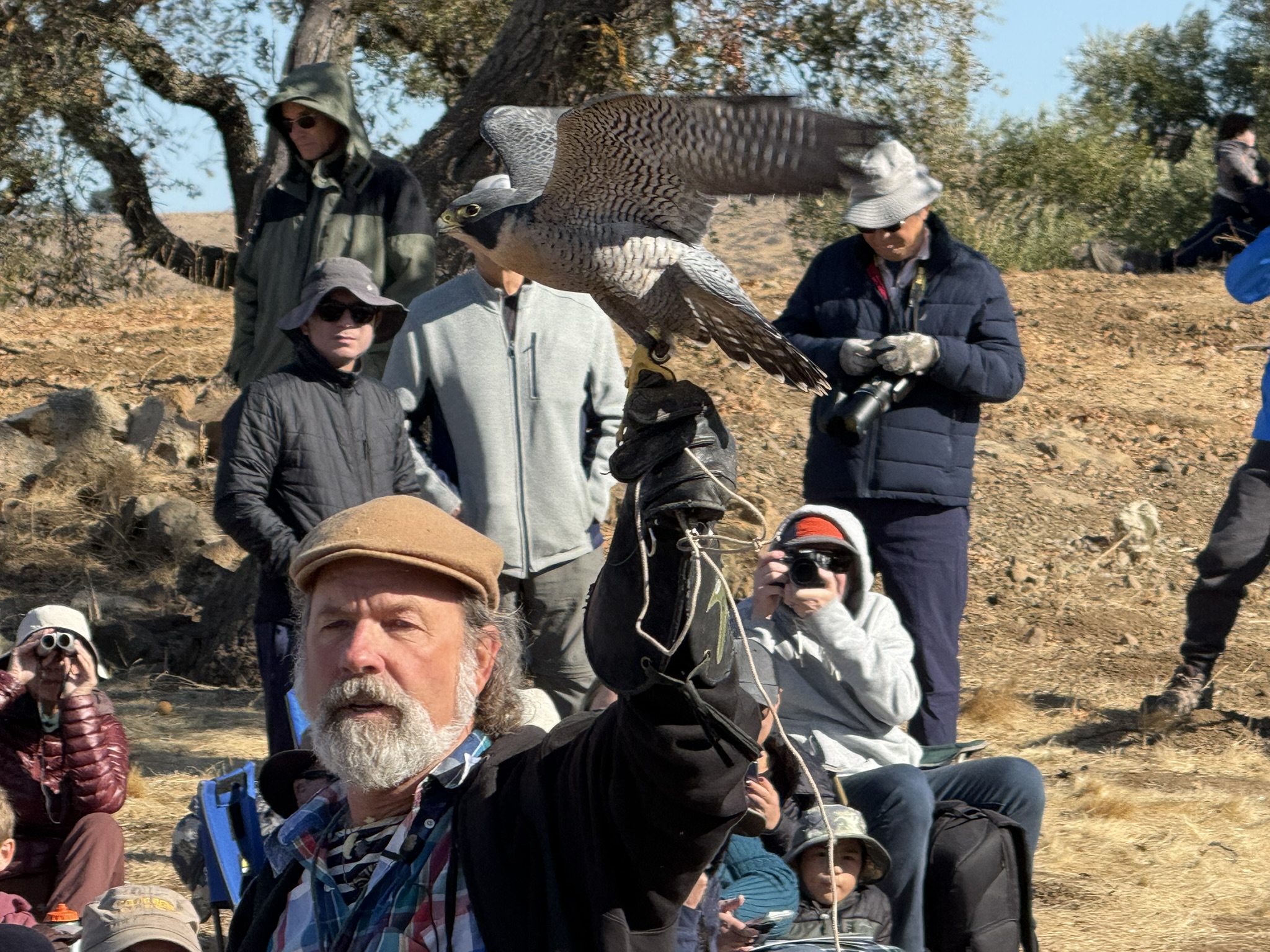 Peregrine Falcon