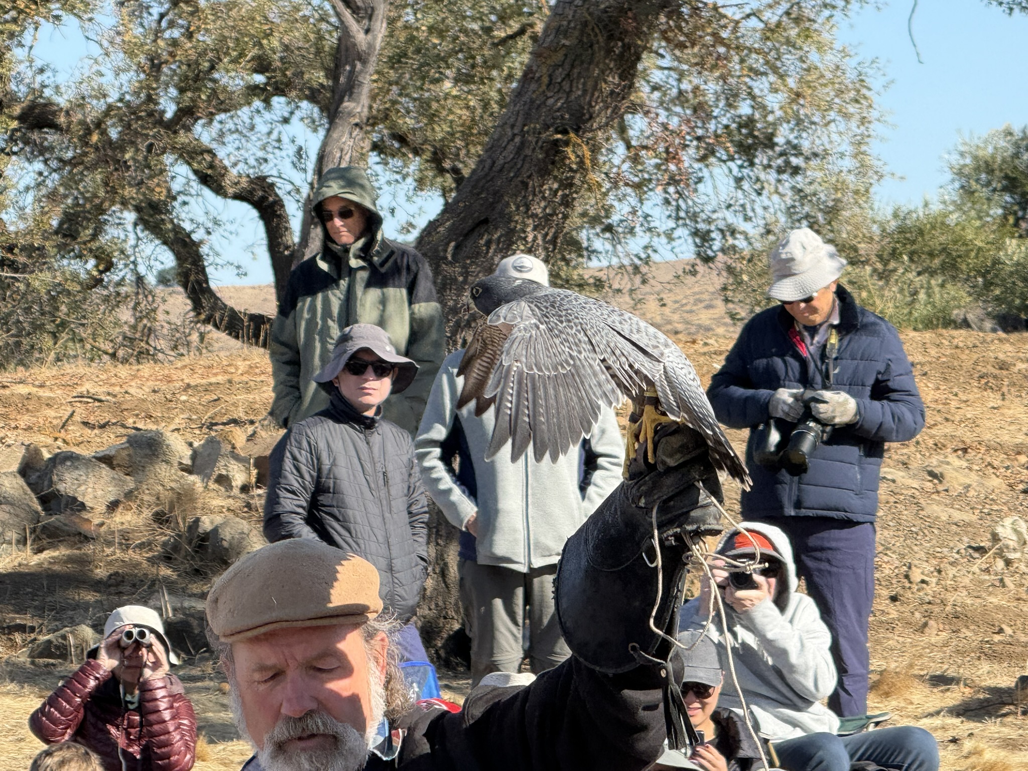 Peregrine Falcon