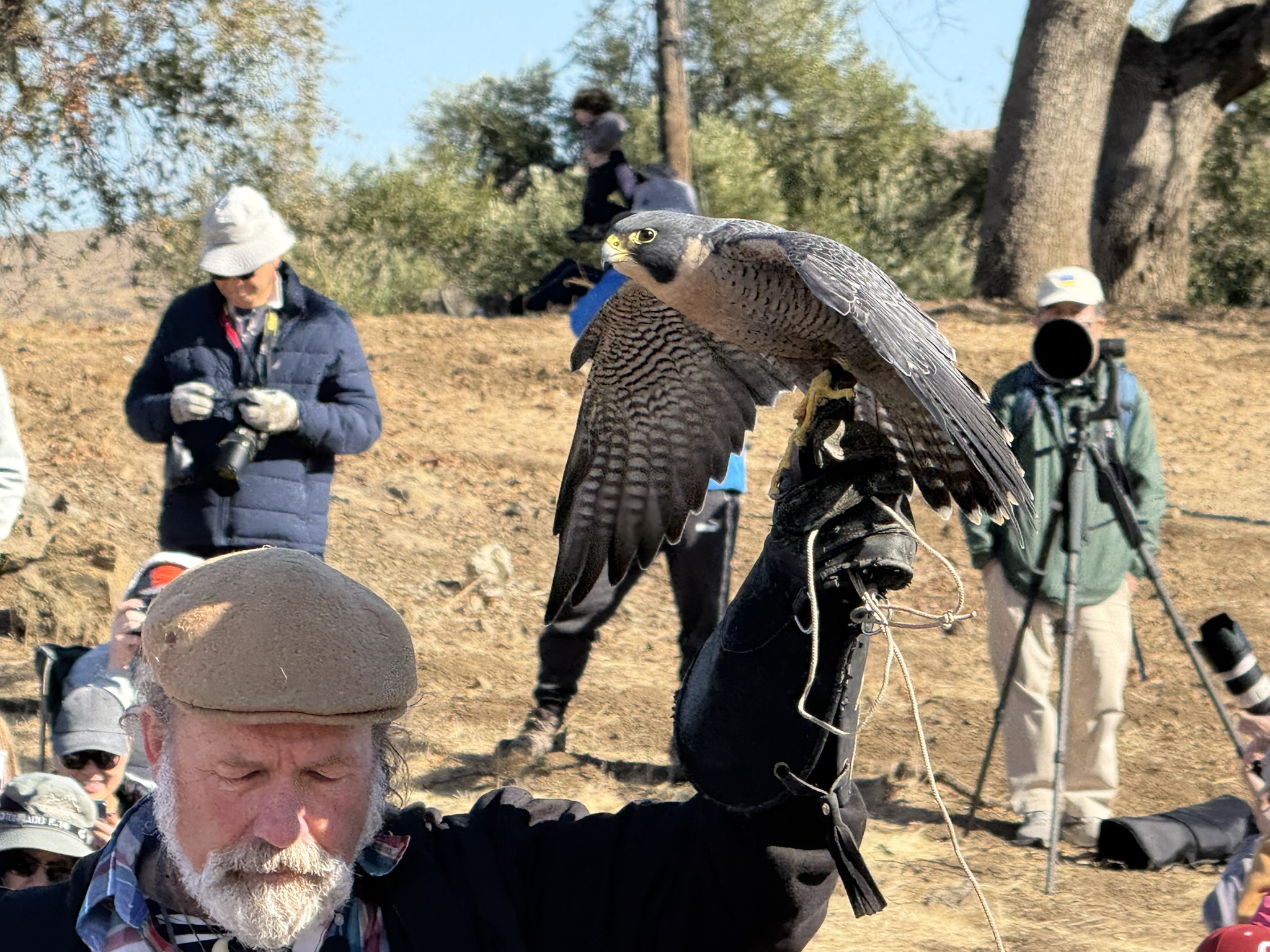 Peregrine Falcon