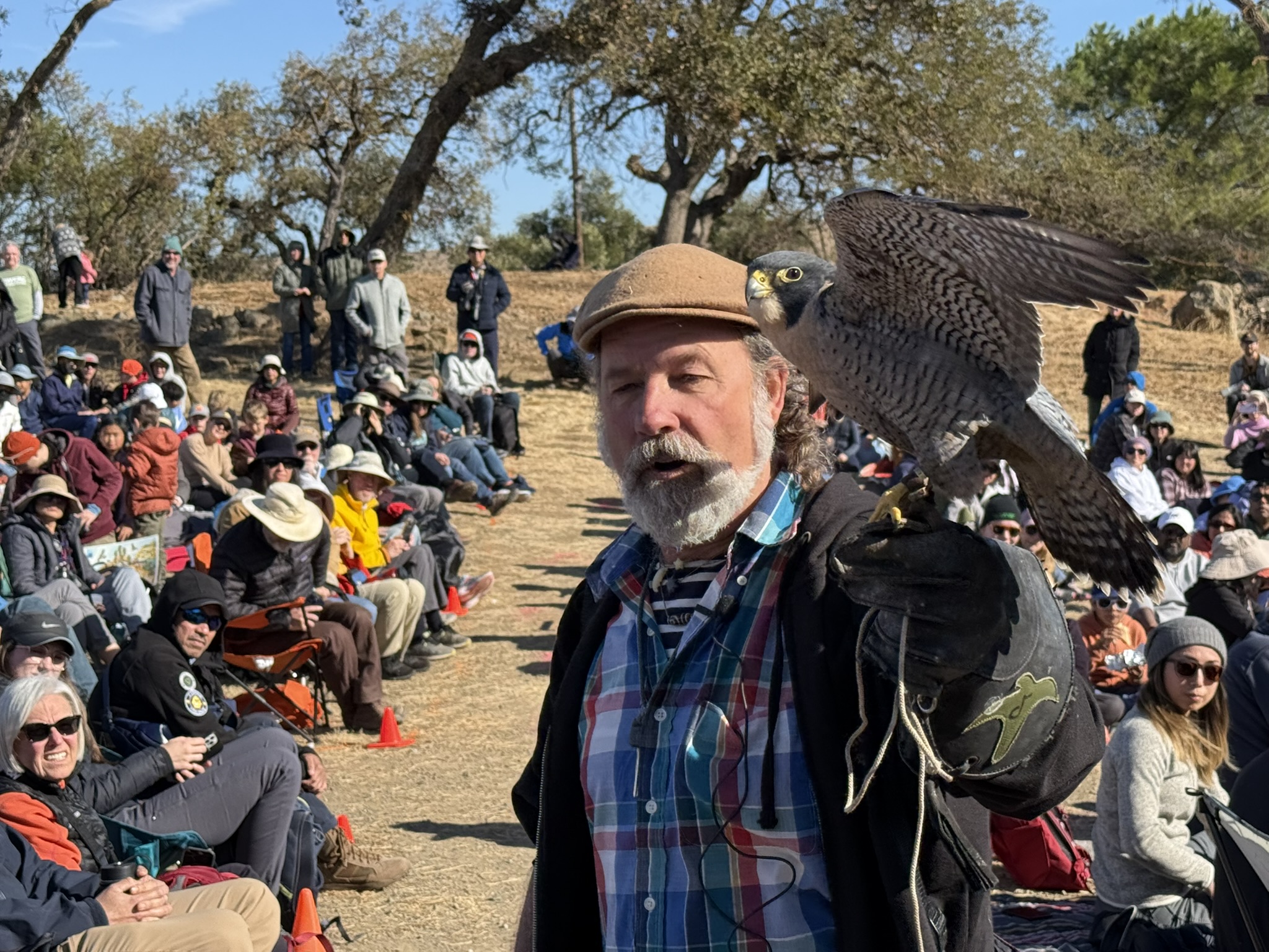 Peregrine Falcon