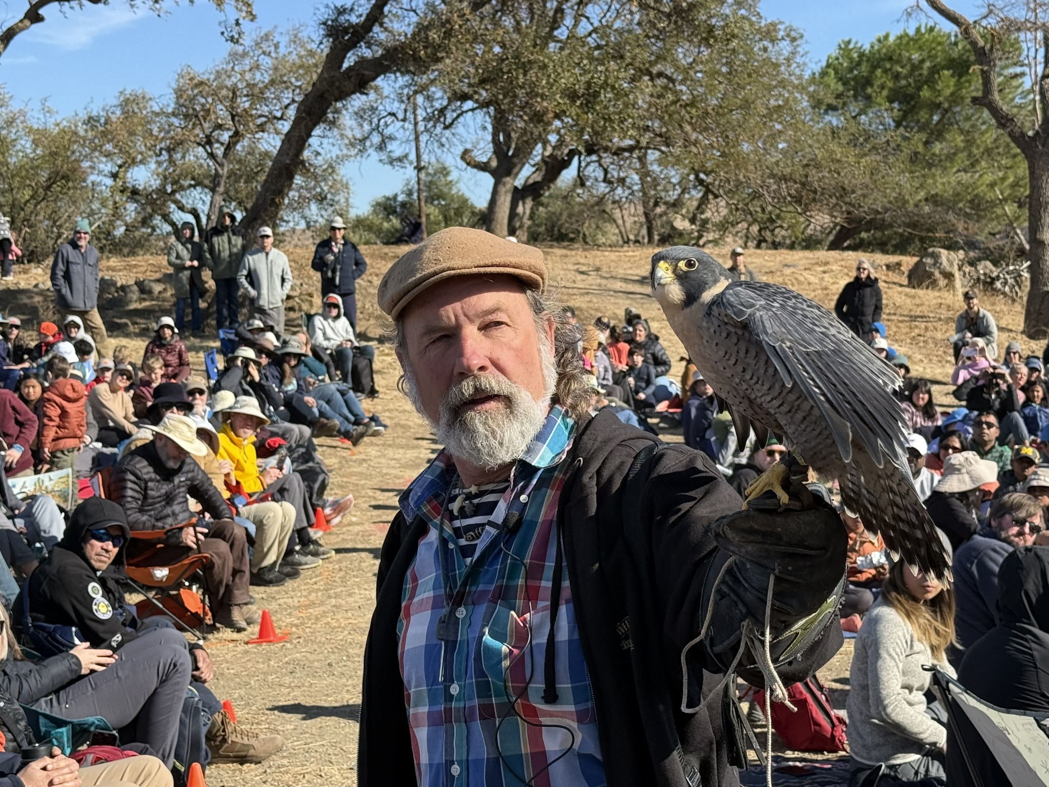 Peregrine Falcon