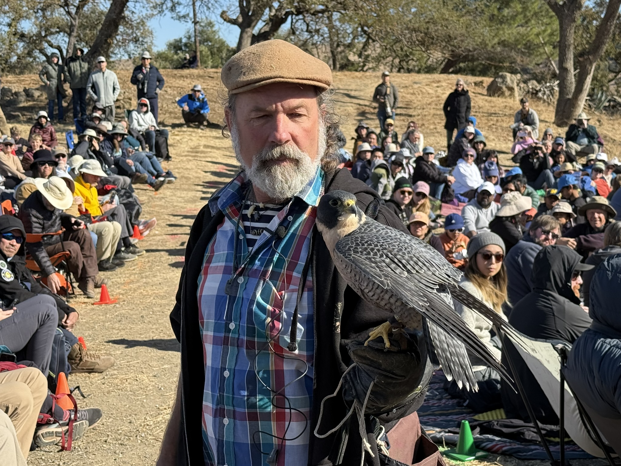 Peregrine Falcon