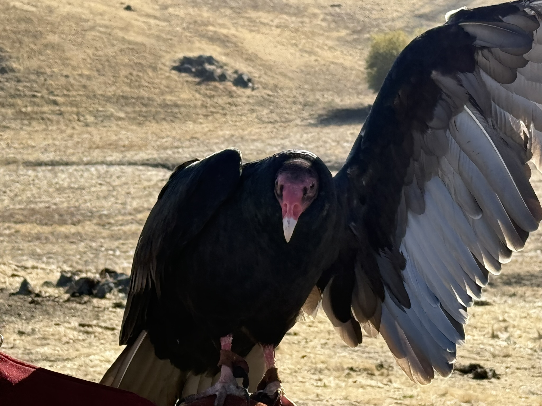 Turkey Vulture