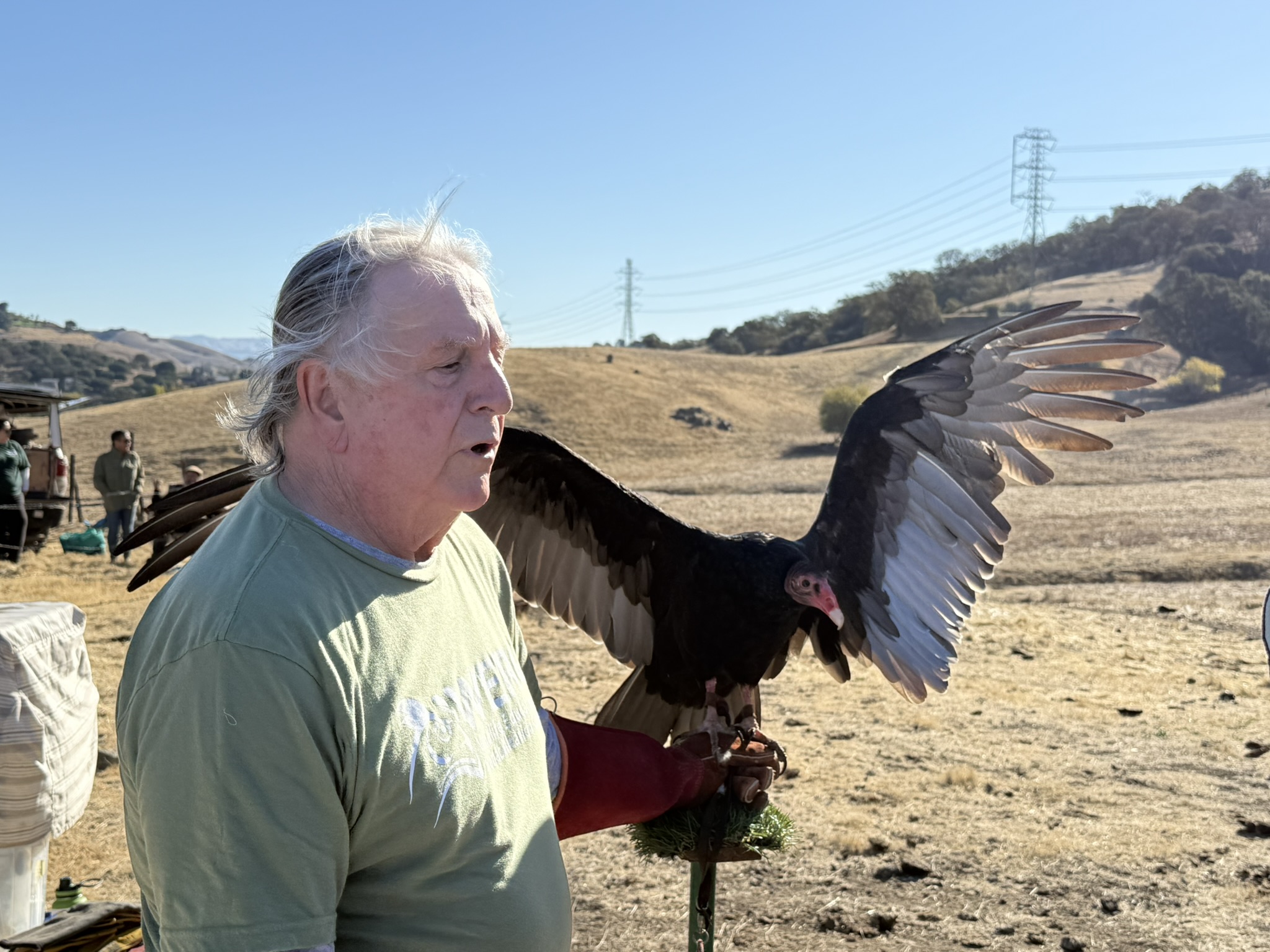 Turkey Vulture