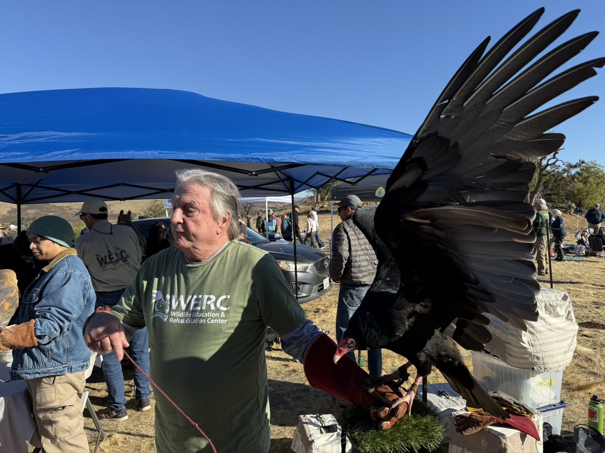 Turkey Vulture