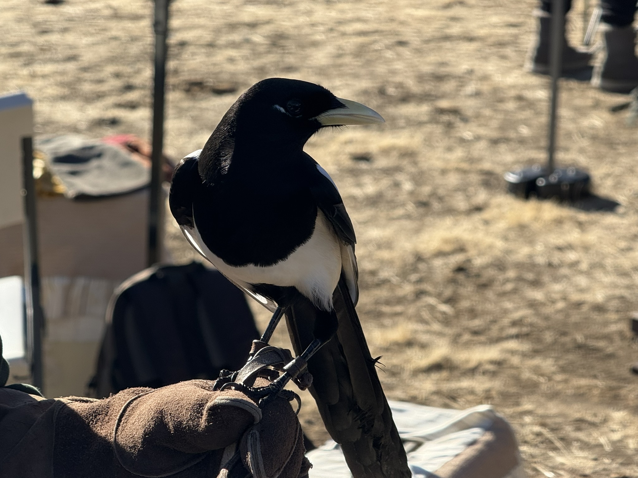 Black-Billed Magpie