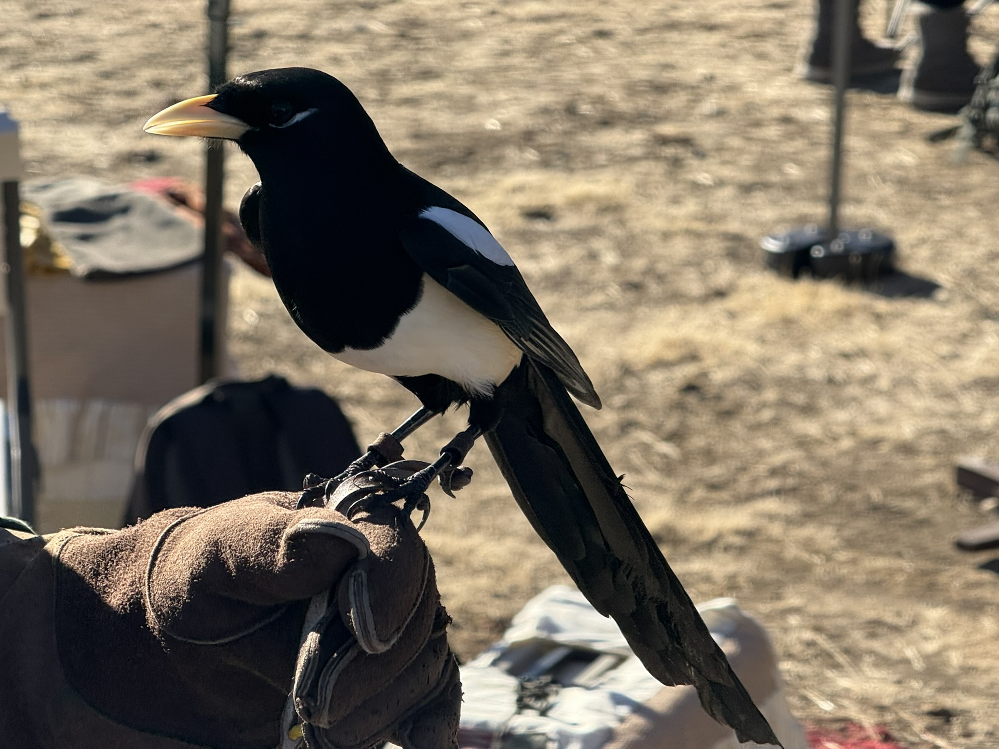 Black-Billed Magpie