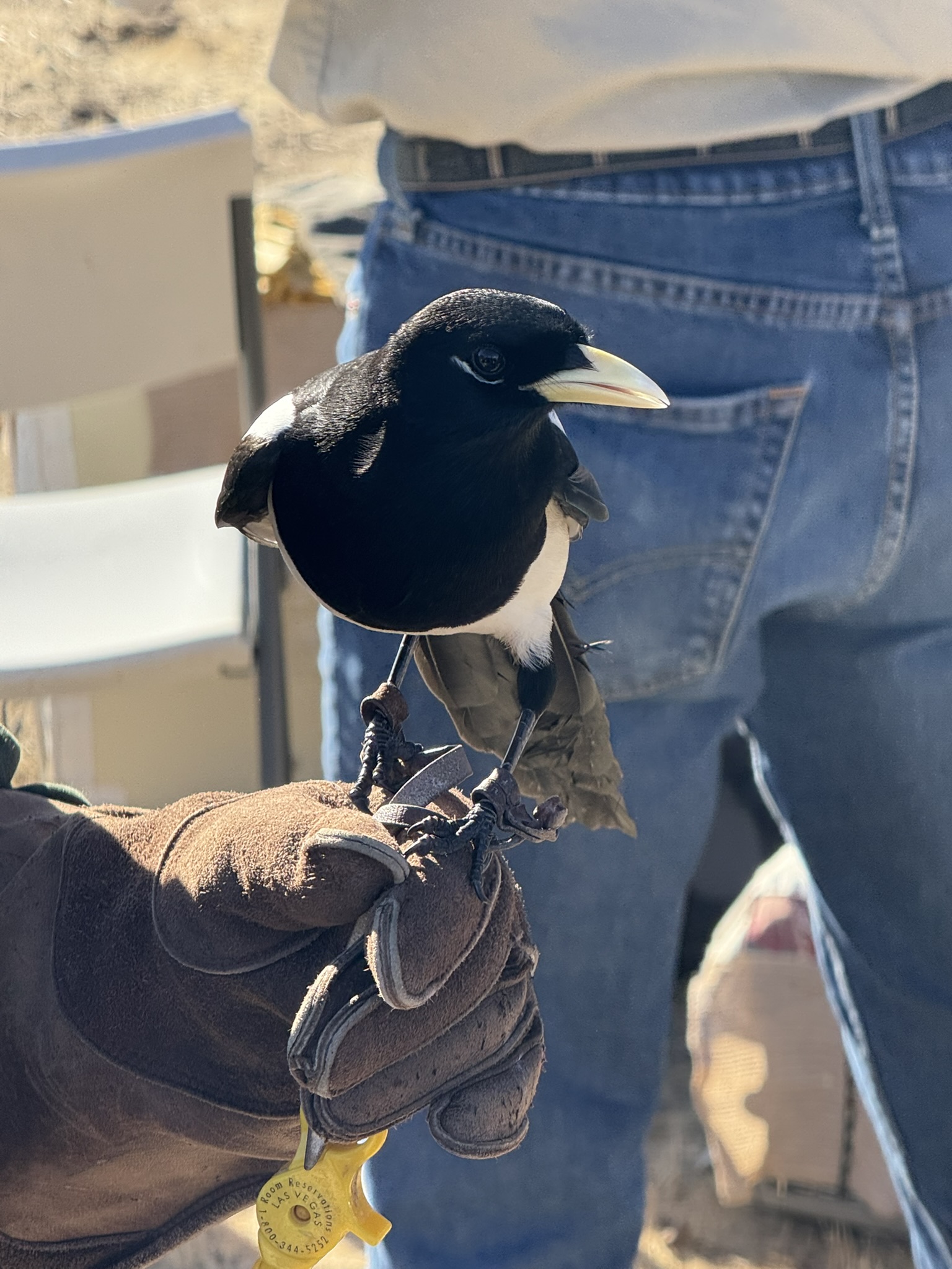 Black-Billed Magpie