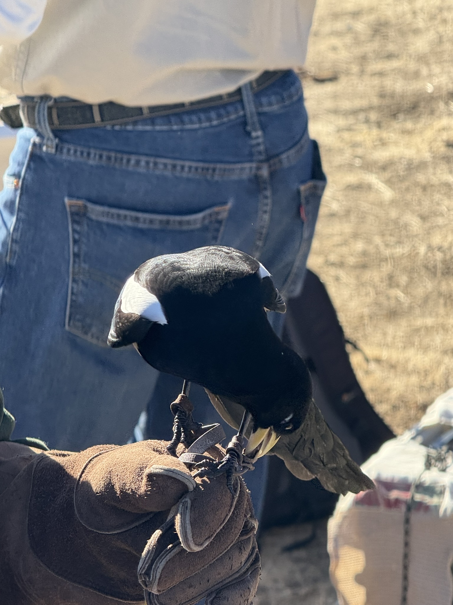 Black-Billed Magpie