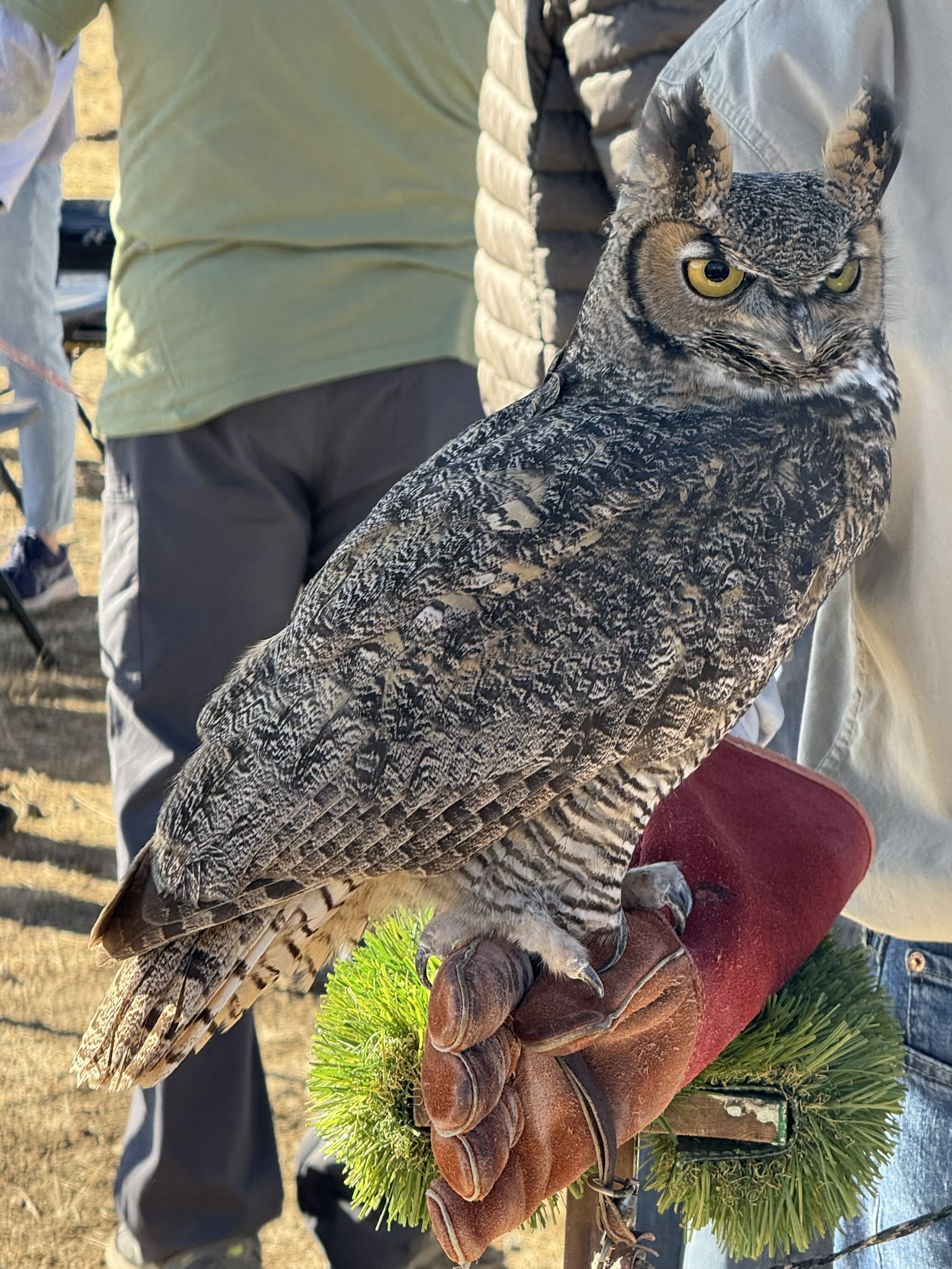 Great Horned Owl