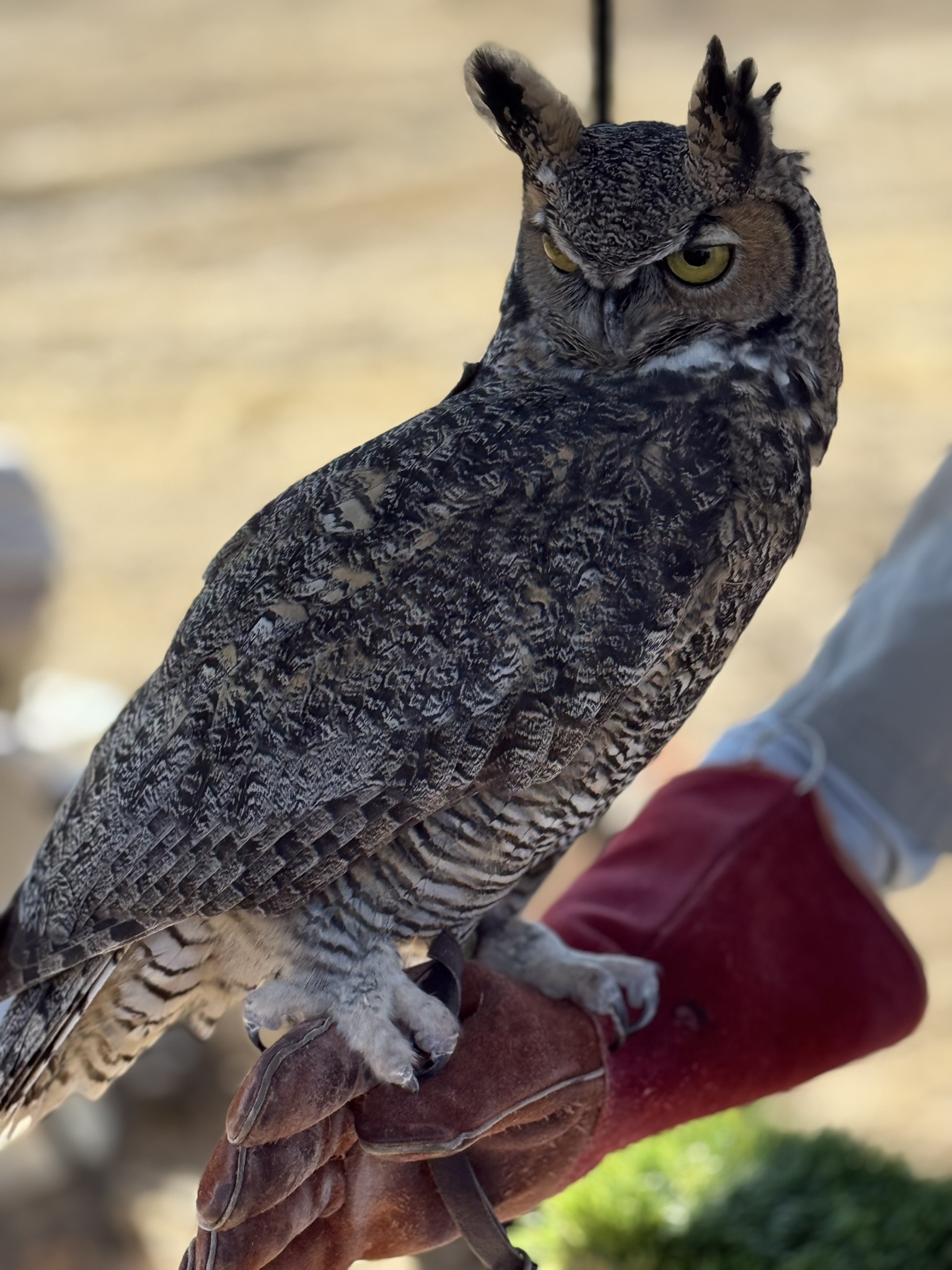 Great Horned Owl