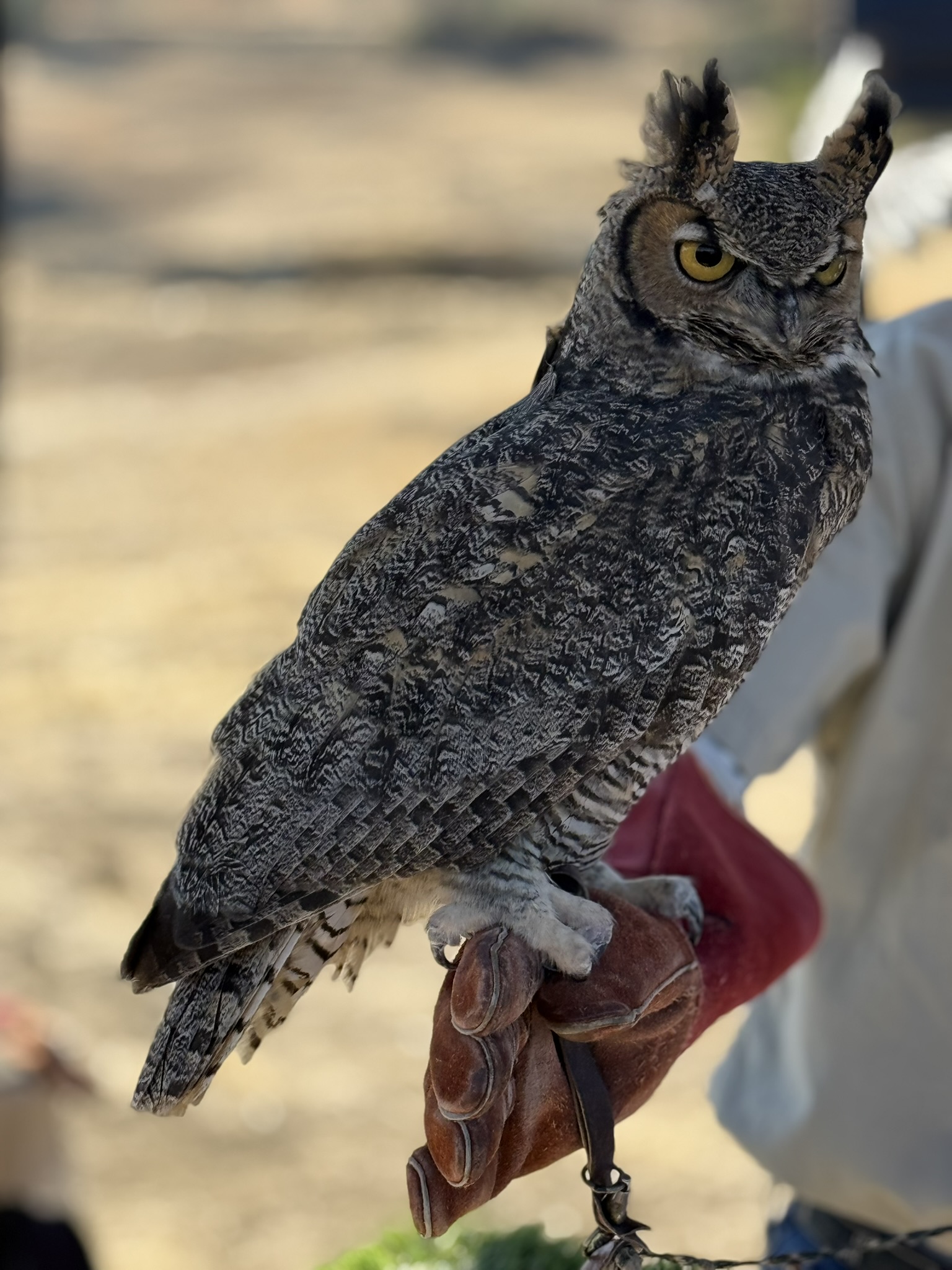 Great Horned Owl