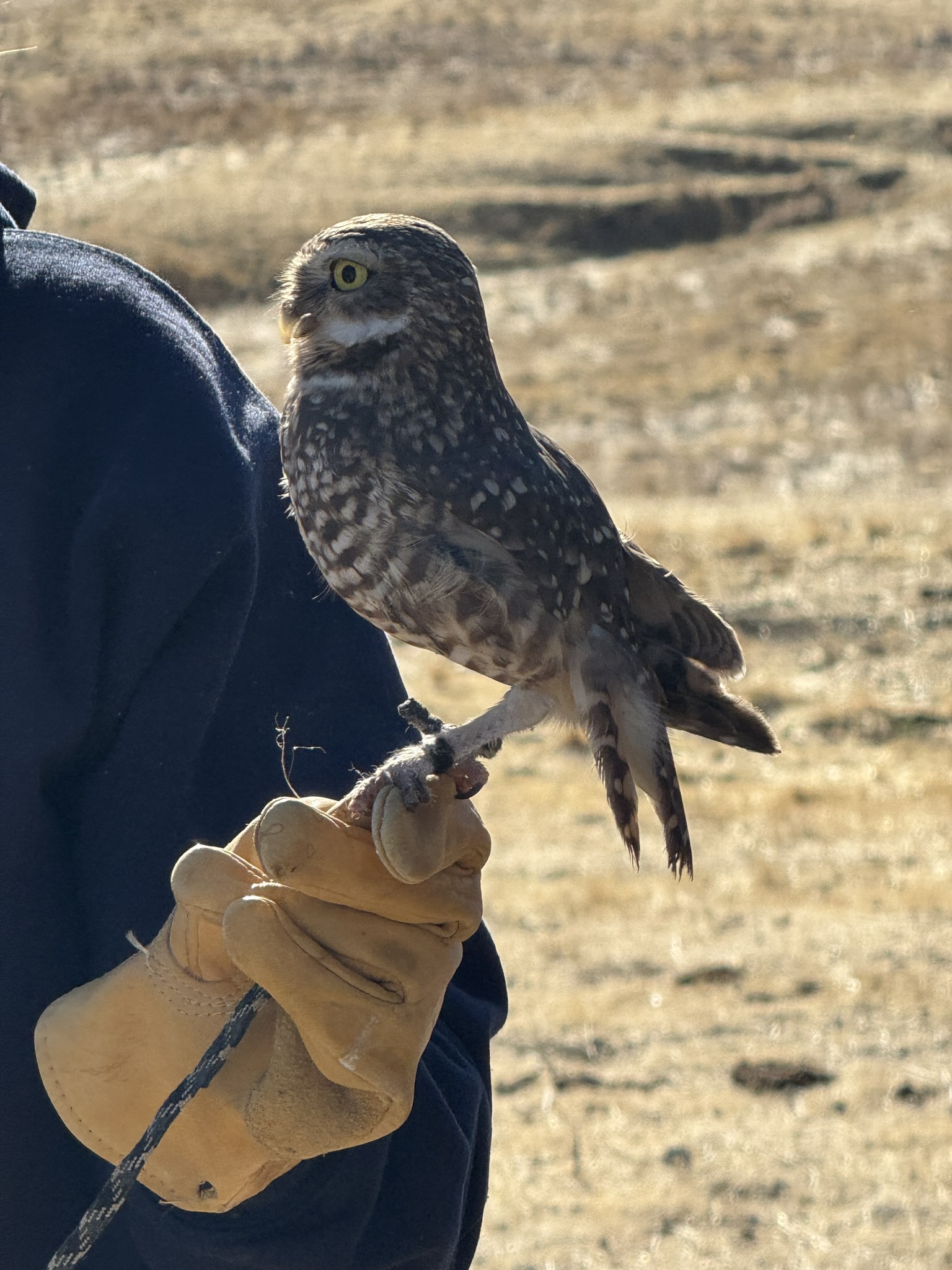 Burrowing Owl