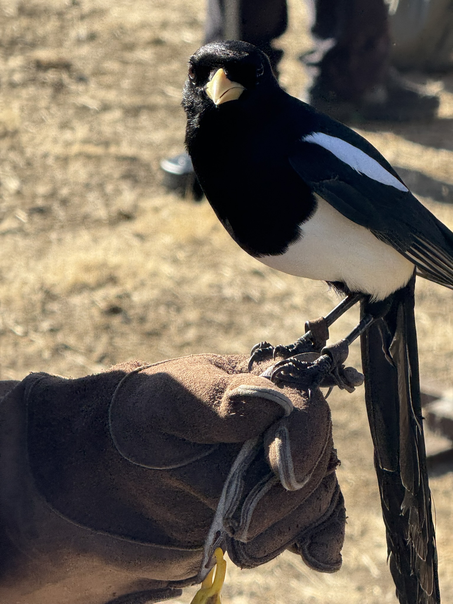 Black-Billed Magpie