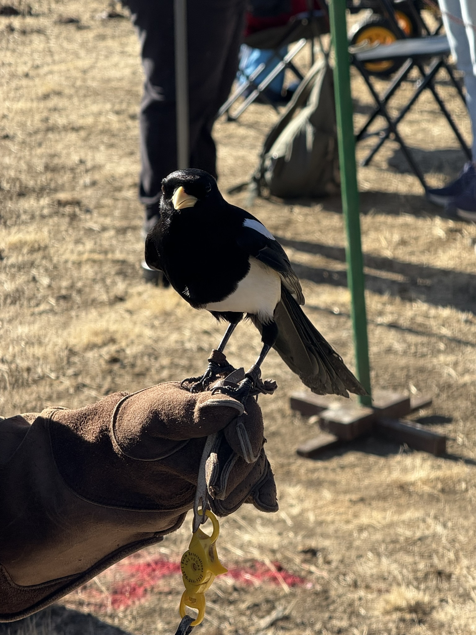 Black-Billed Magpie