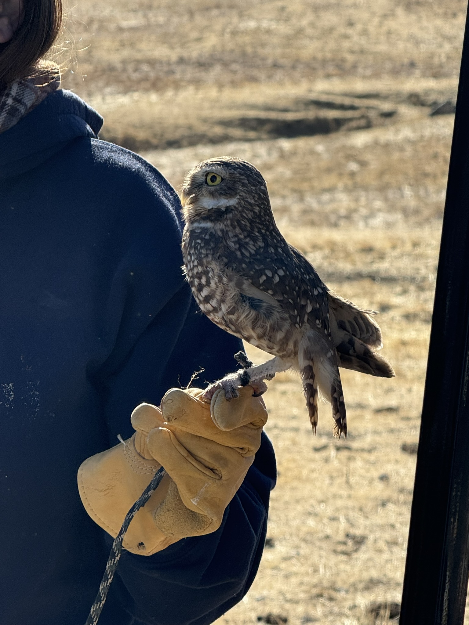 Burrowing Owl