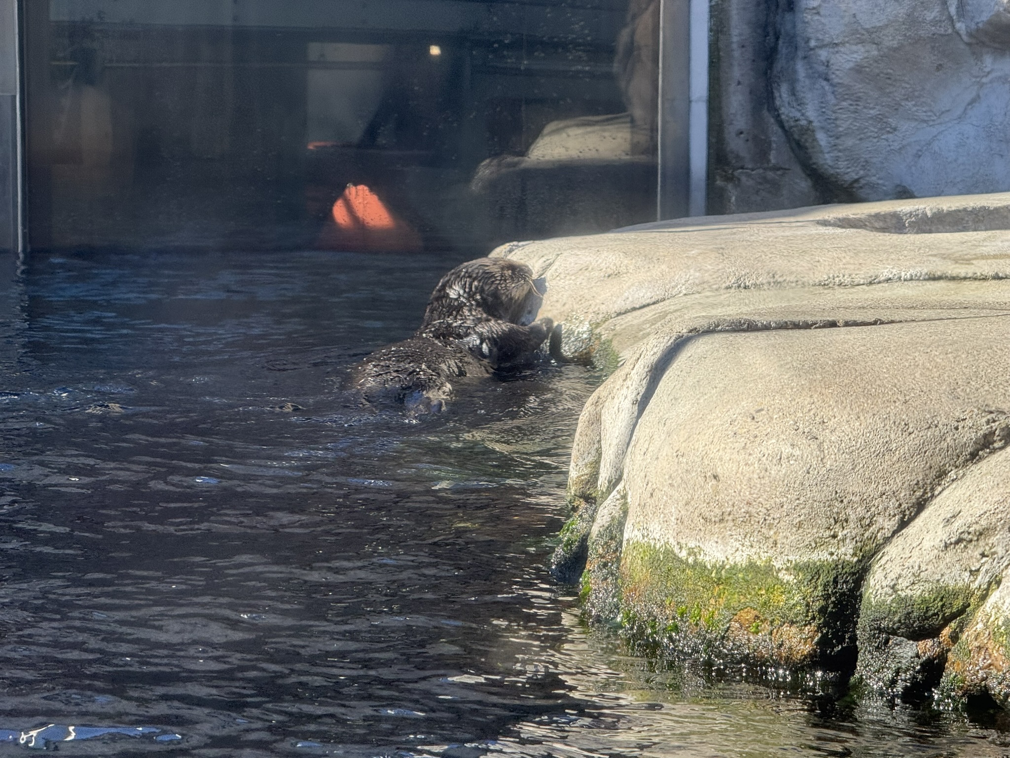 Monterey Bay Aquarium