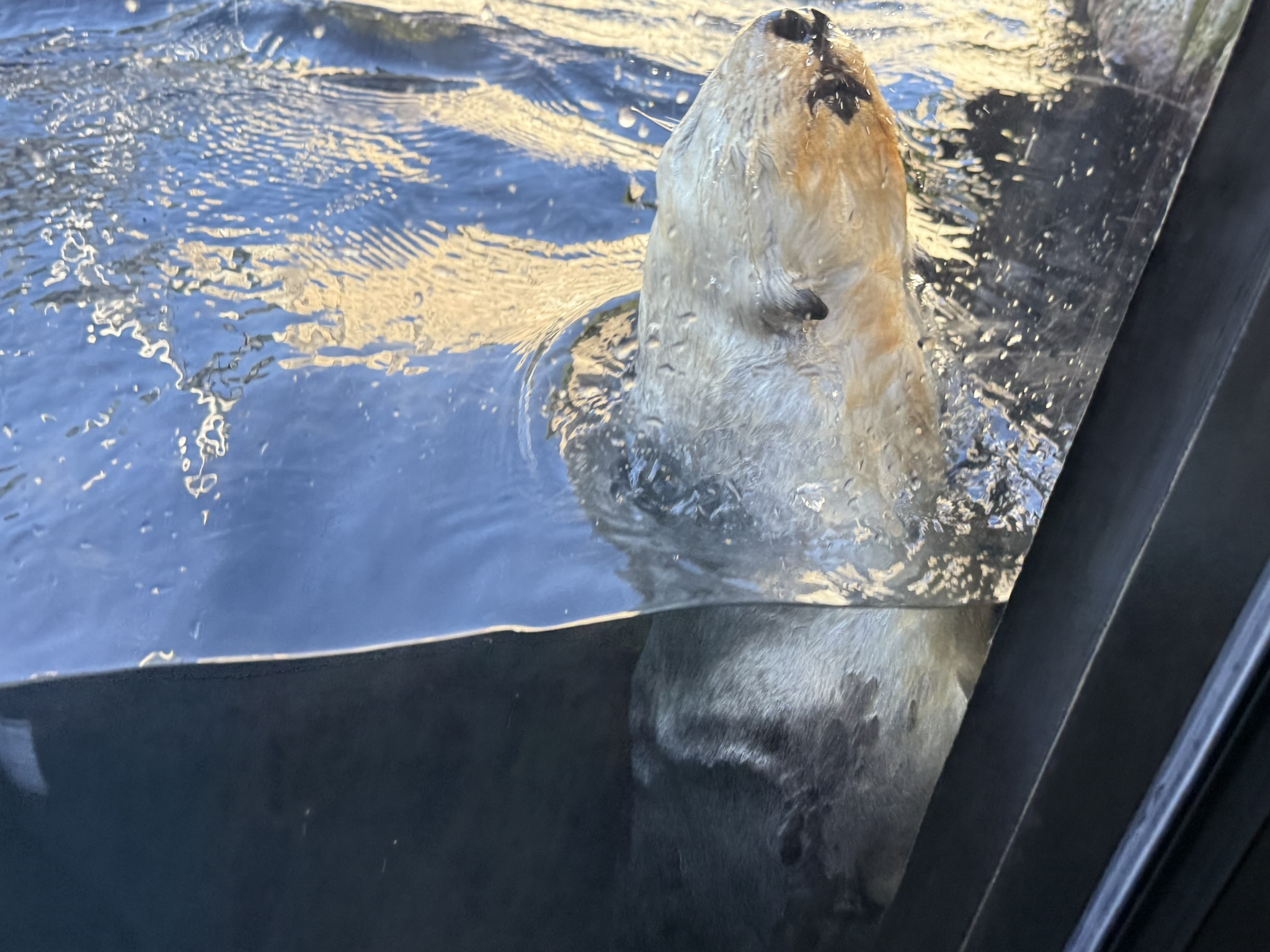 Monterey Bay Aquarium