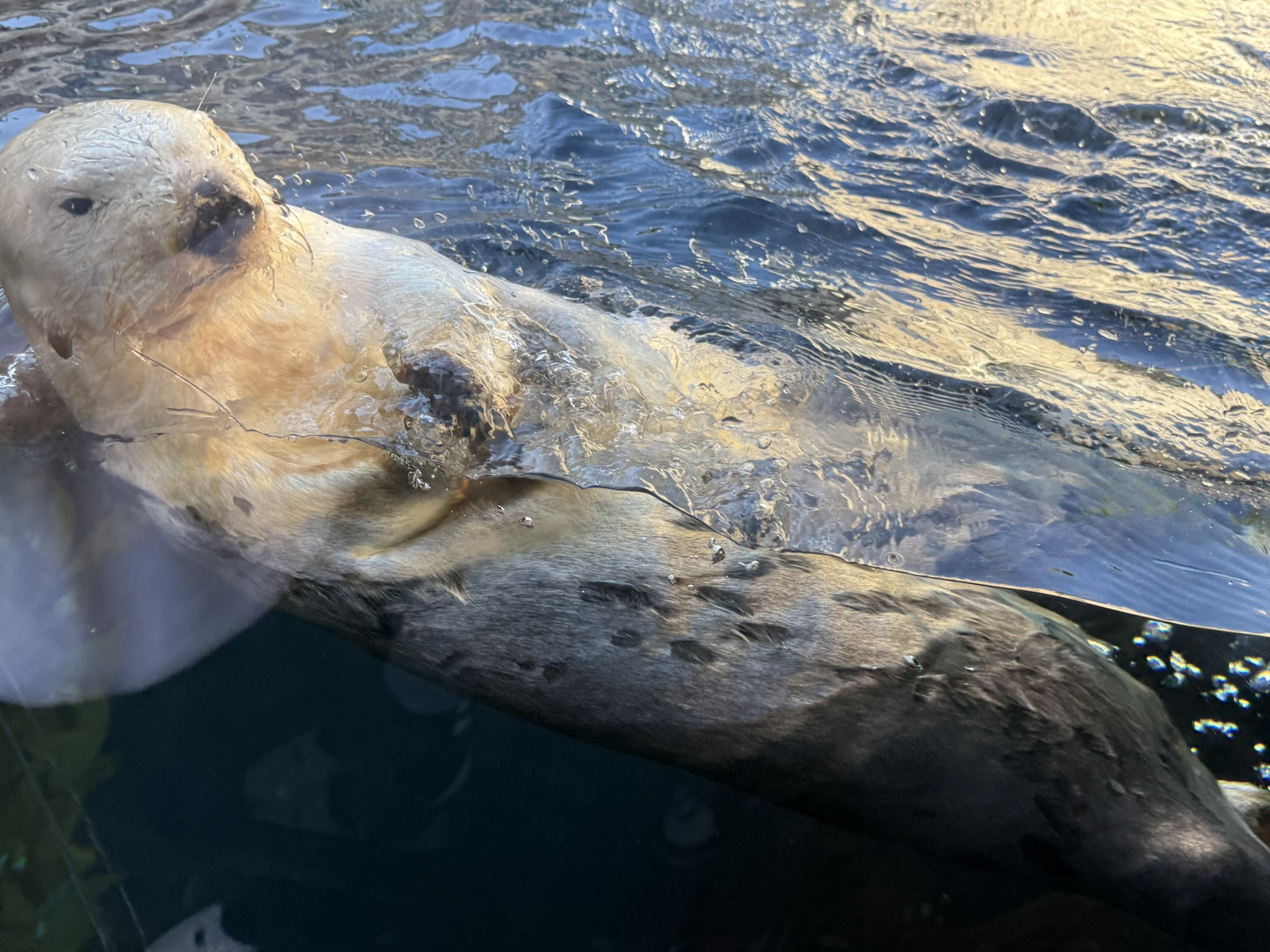 Monterey Bay Aquarium