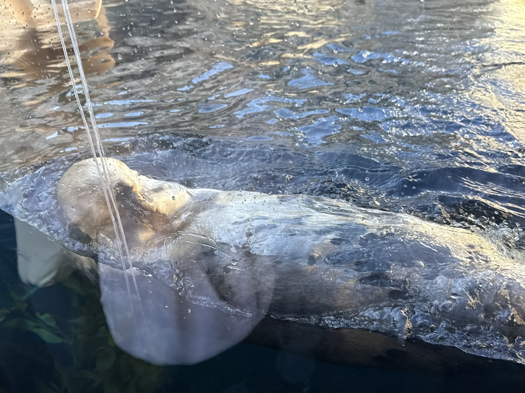 Monterey Bay Aquarium