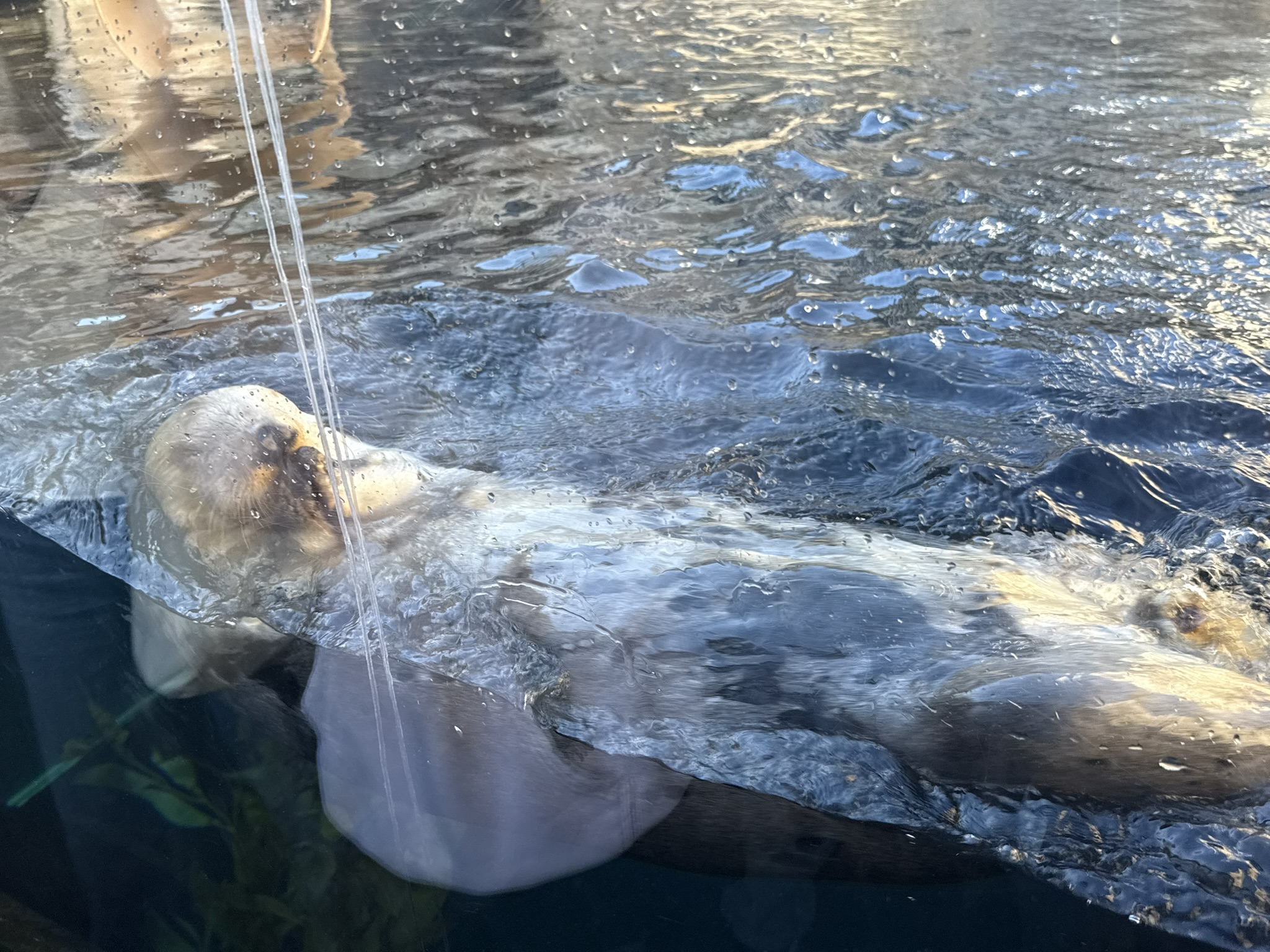 Monterey Bay Aquarium