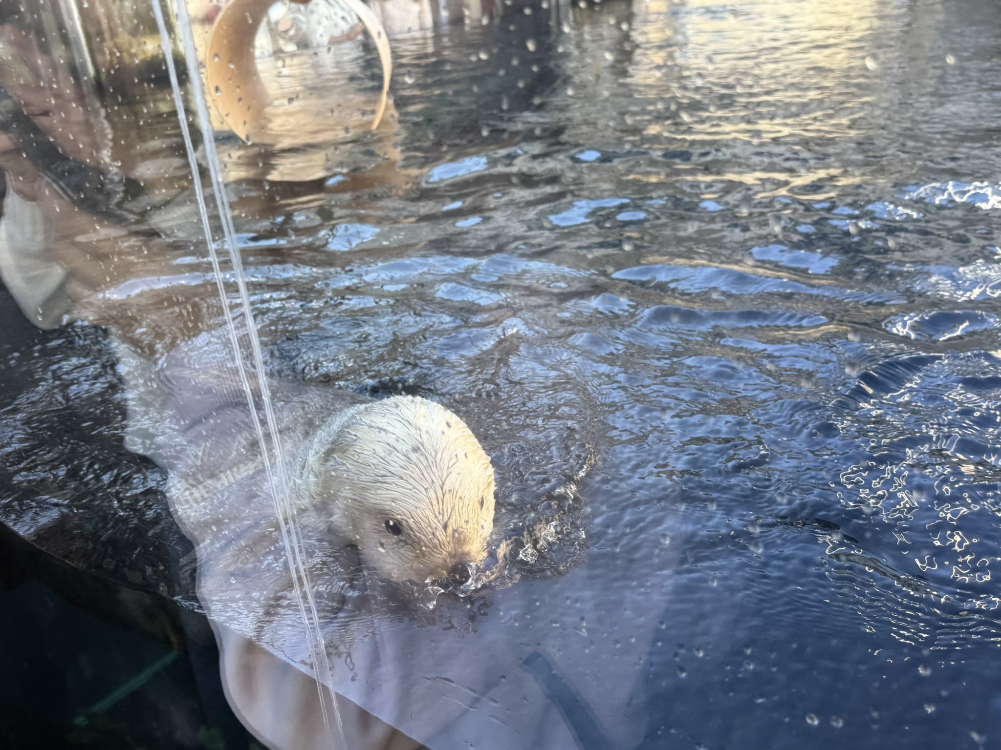 Monterey Bay Aquarium