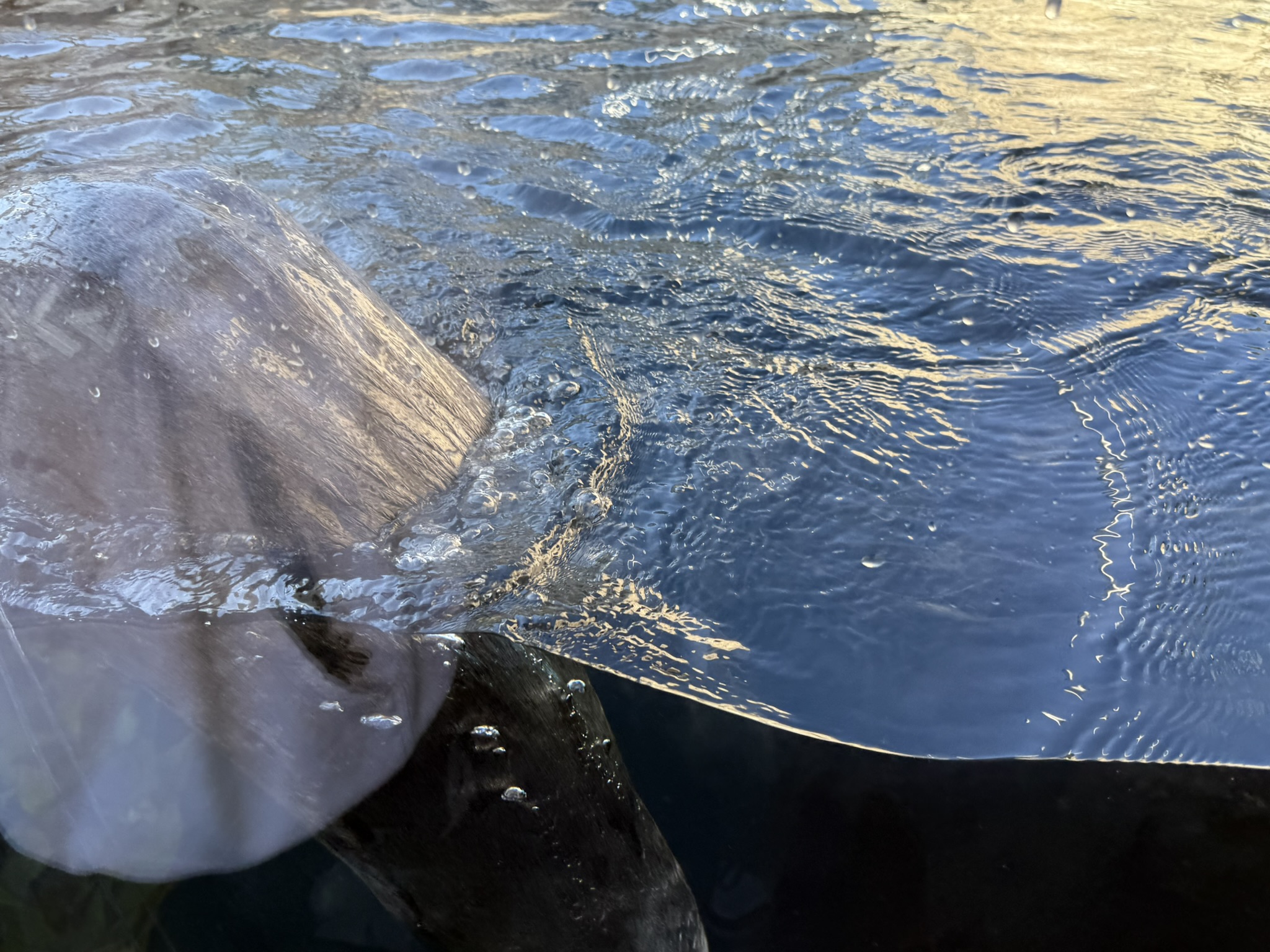 Monterey Bay Aquarium