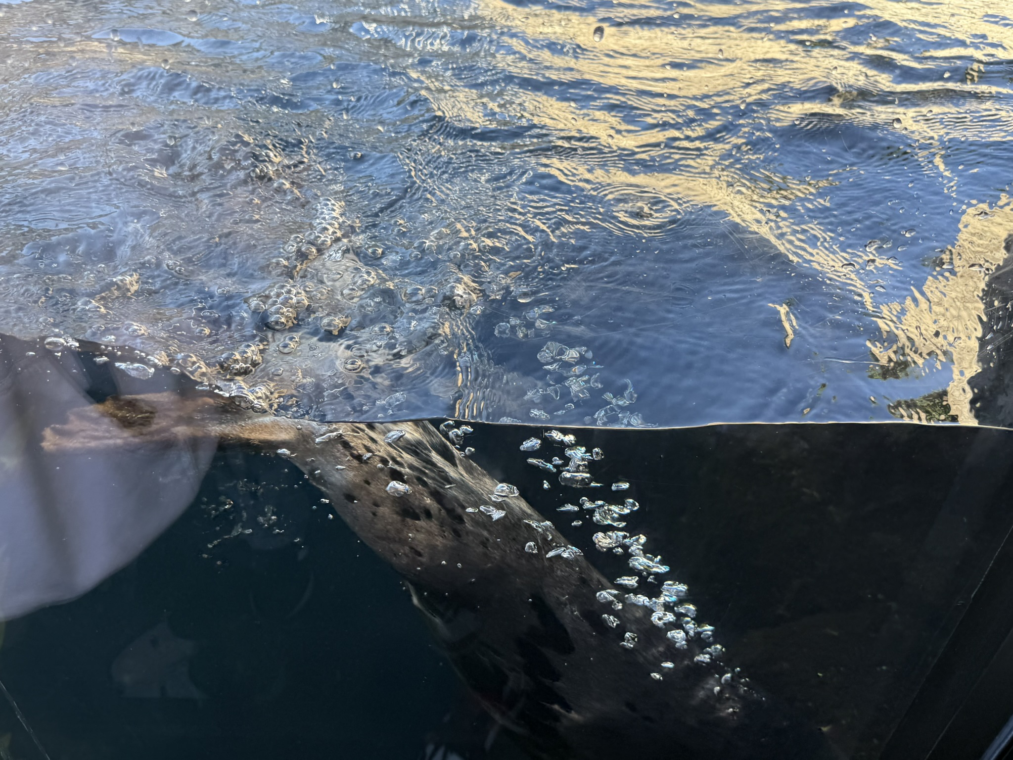 Monterey Bay Aquarium