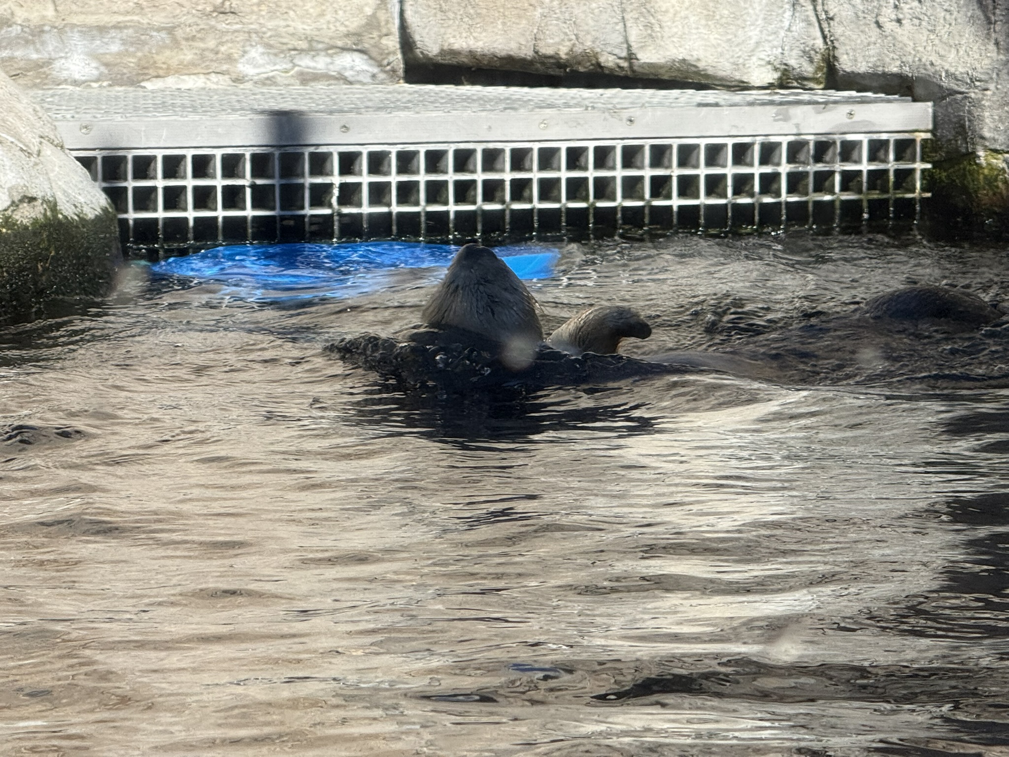 Monterey Bay Aquarium