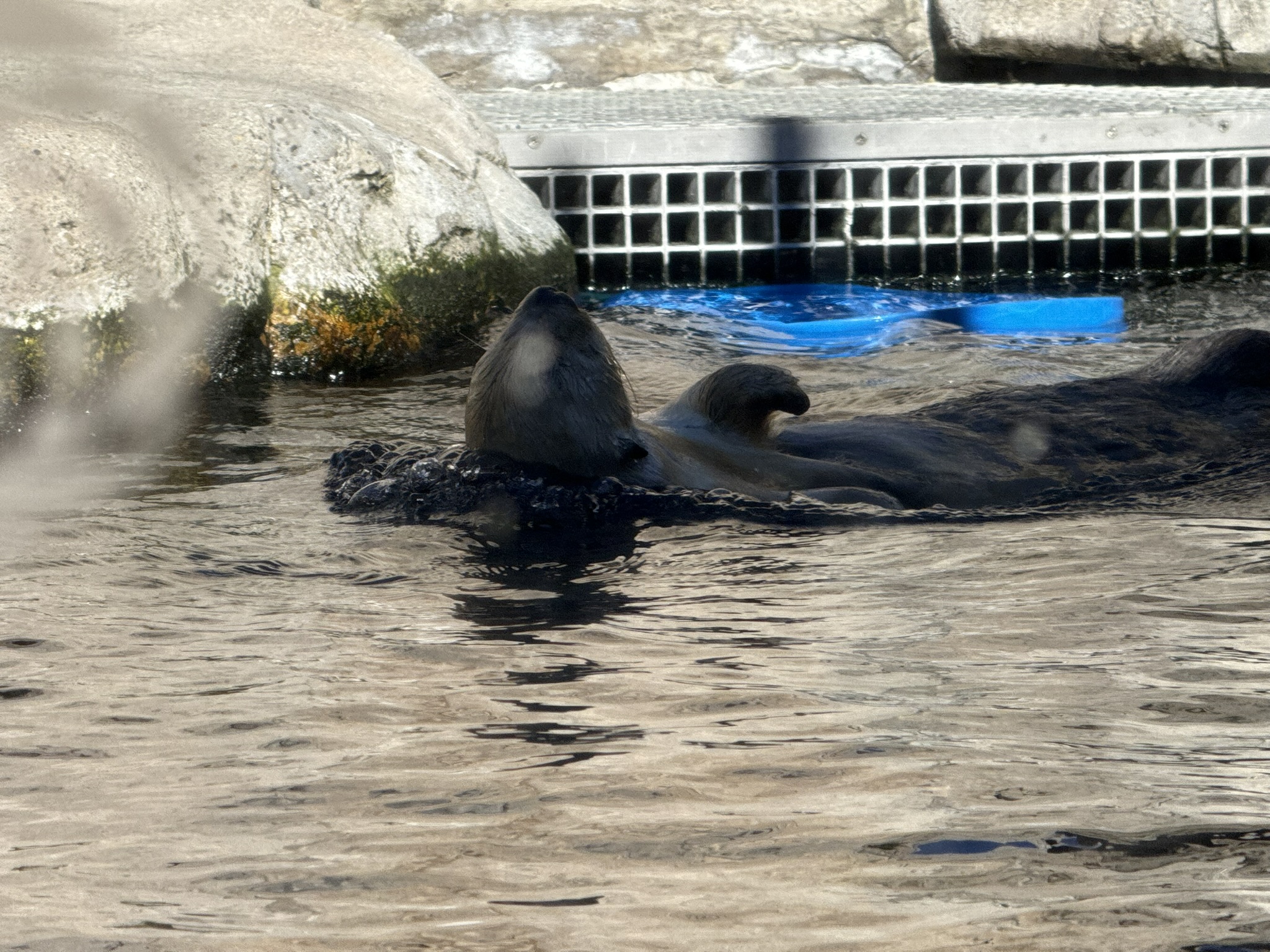 Monterey Bay Aquarium