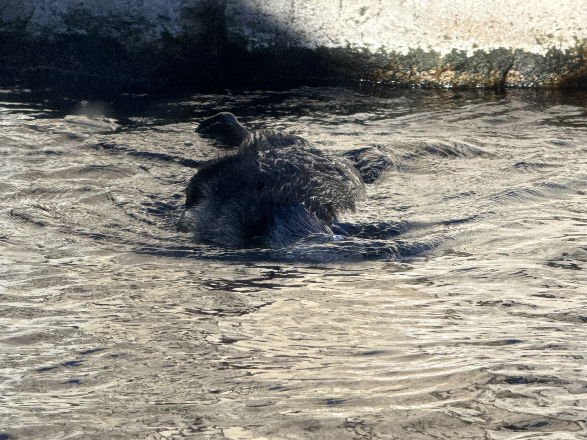 Monterey Bay Aquarium