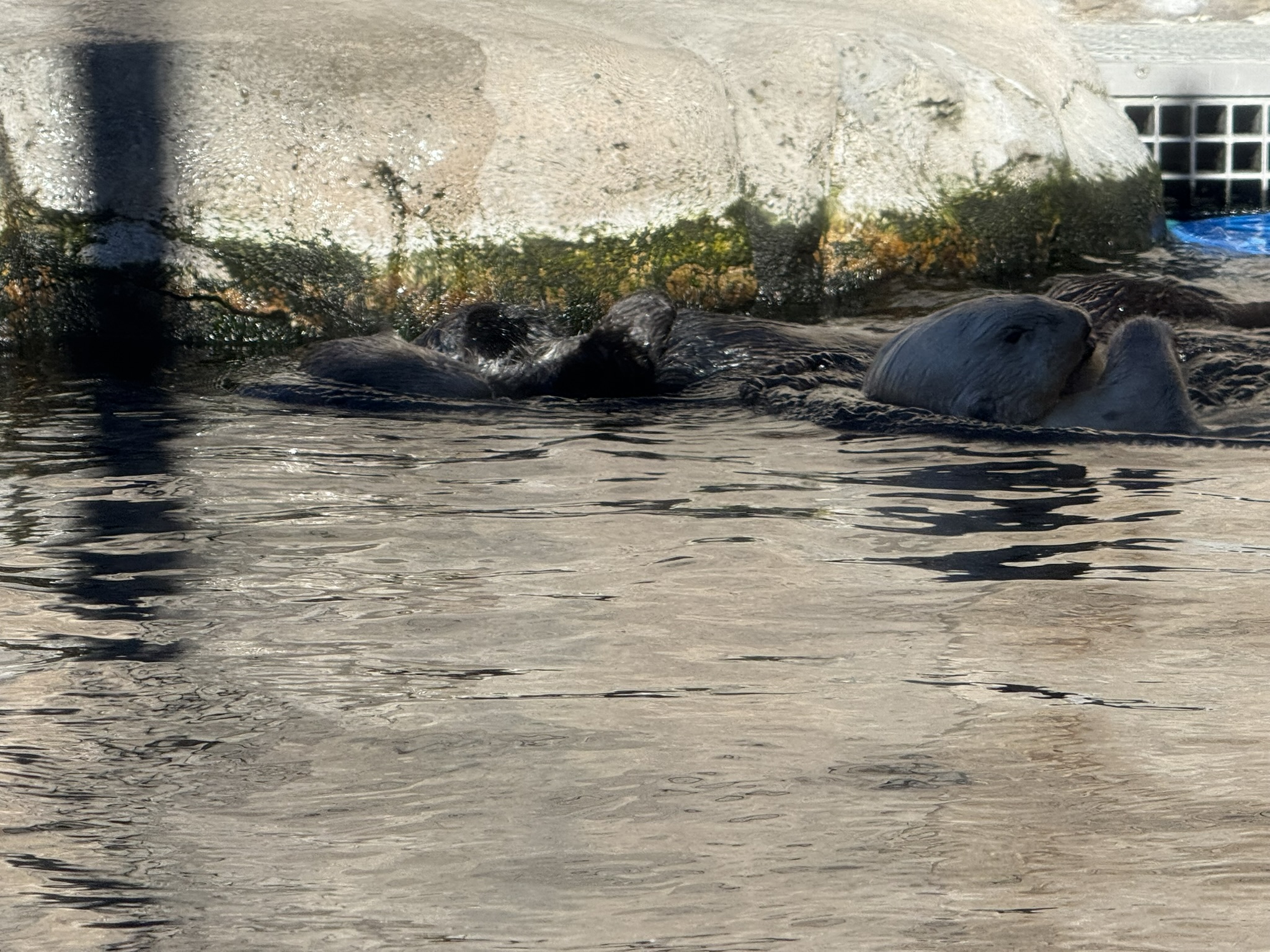 Monterey Bay Aquarium