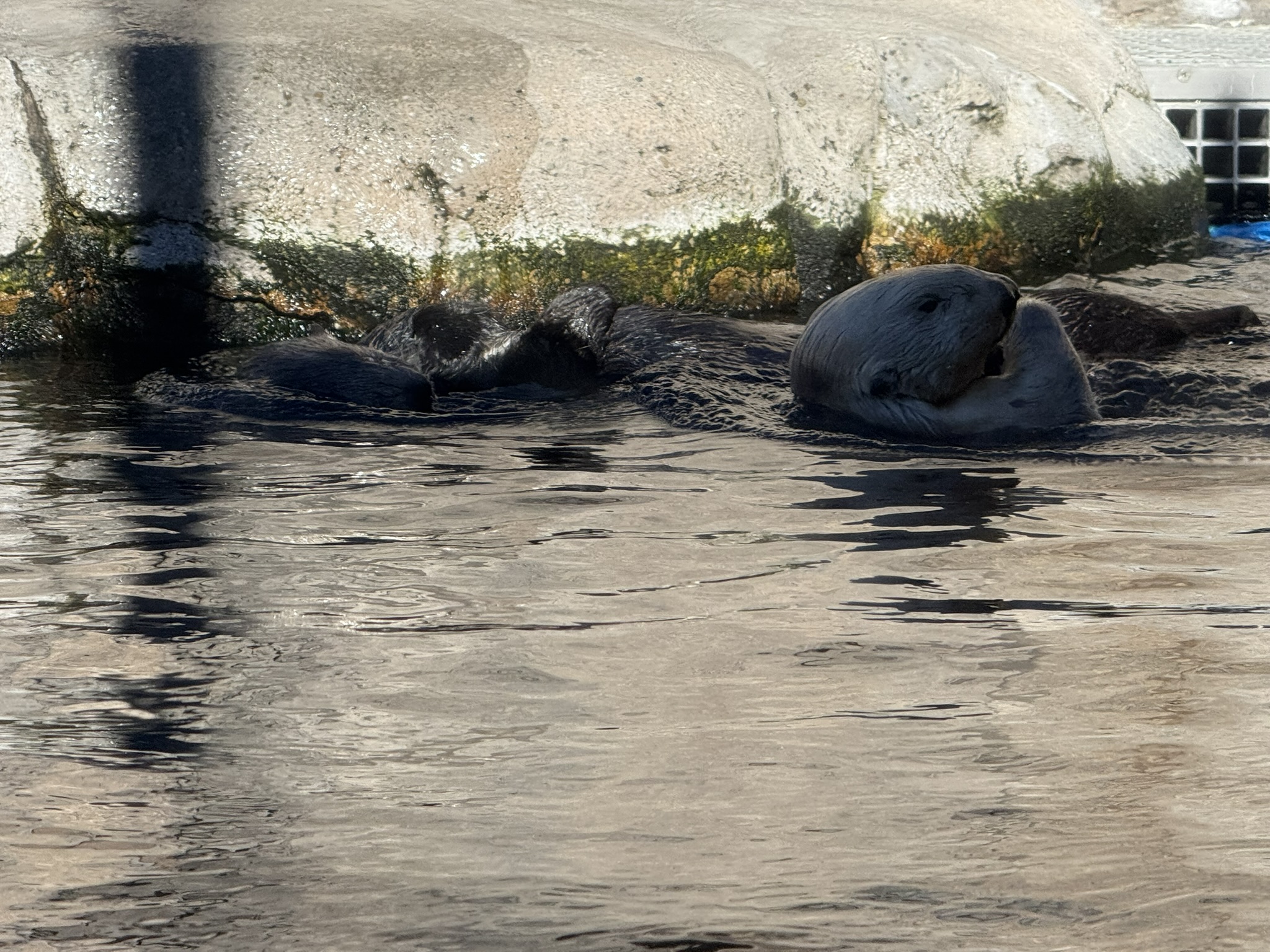 Monterey Bay Aquarium