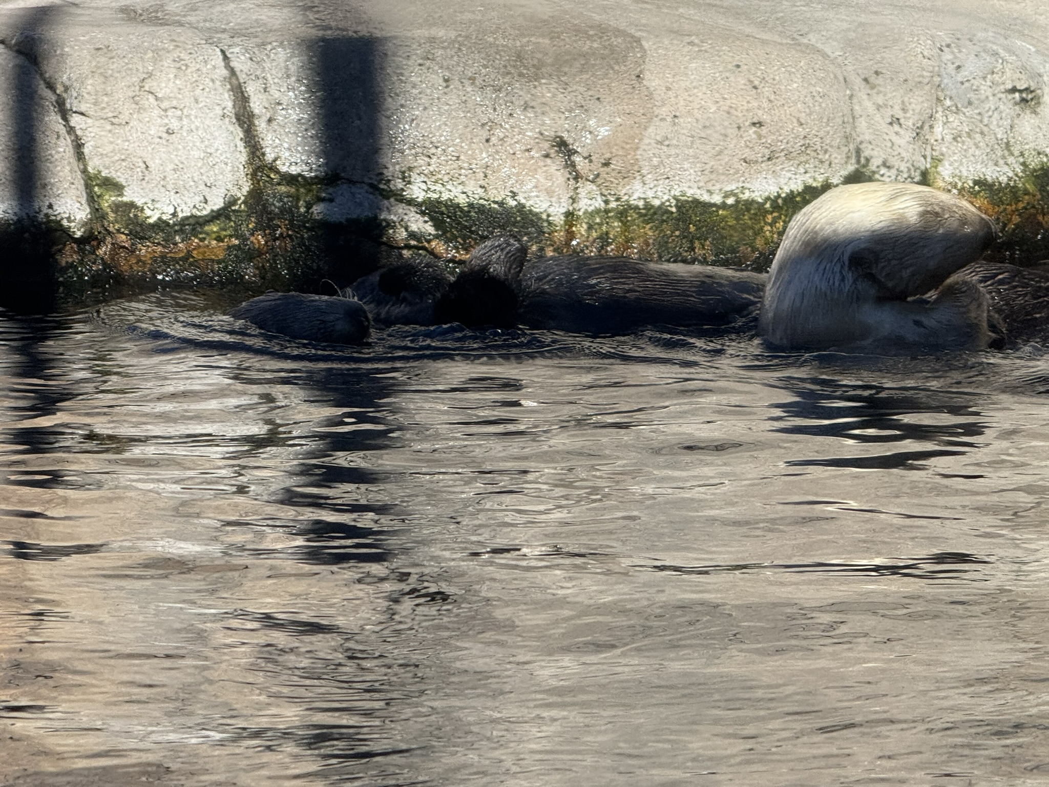 Monterey Bay Aquarium