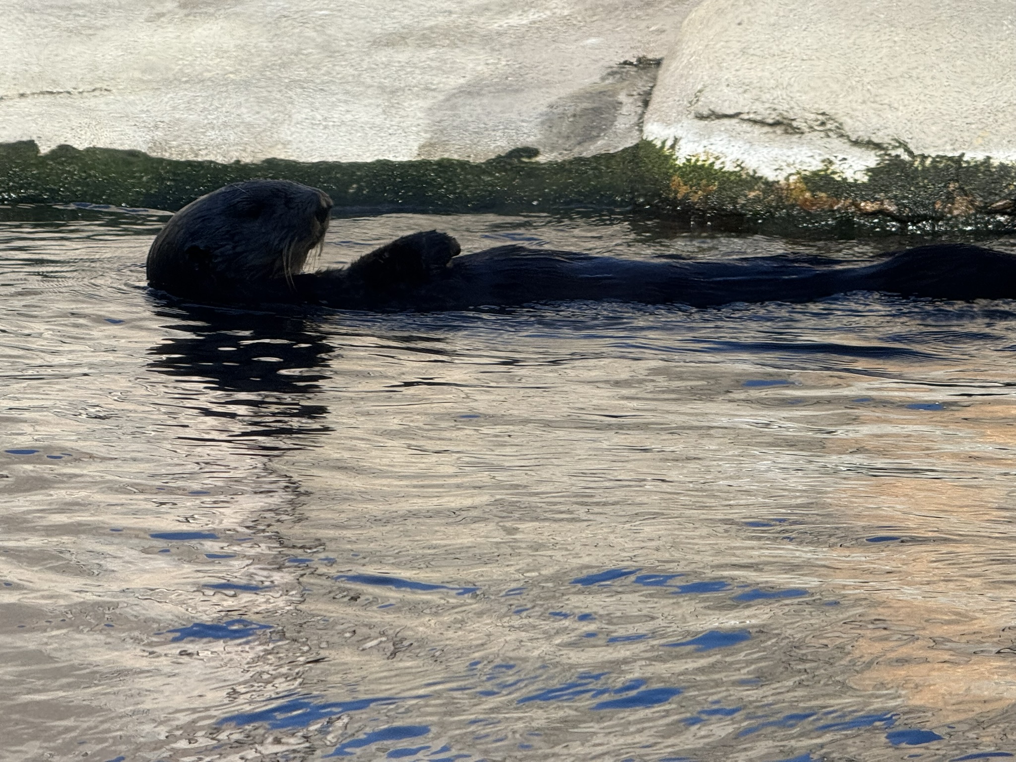 Monterey Bay Aquarium