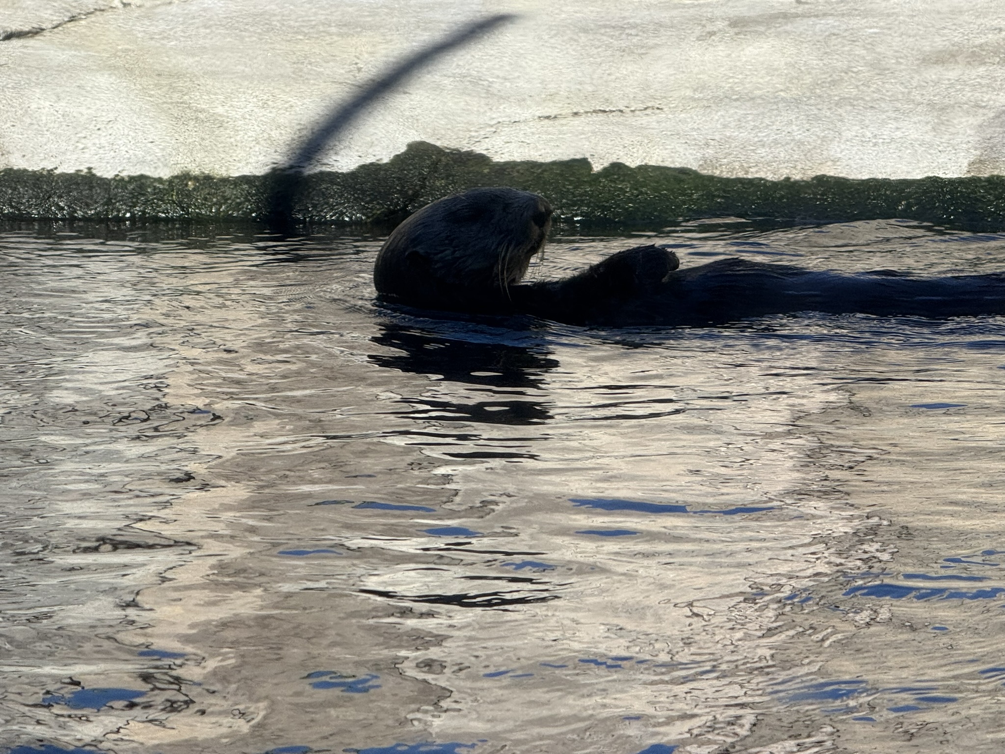 Monterey Bay Aquarium