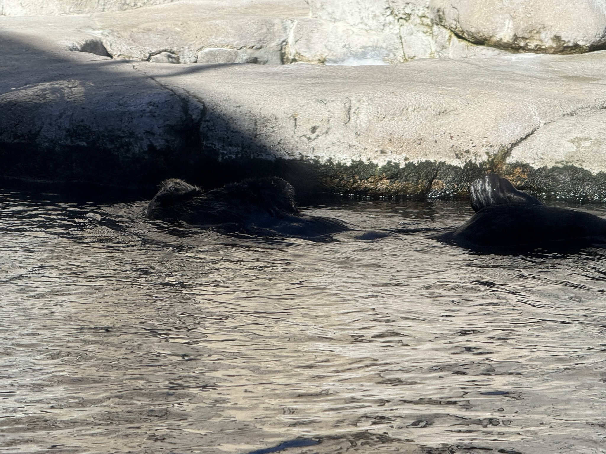 Monterey Bay Aquarium